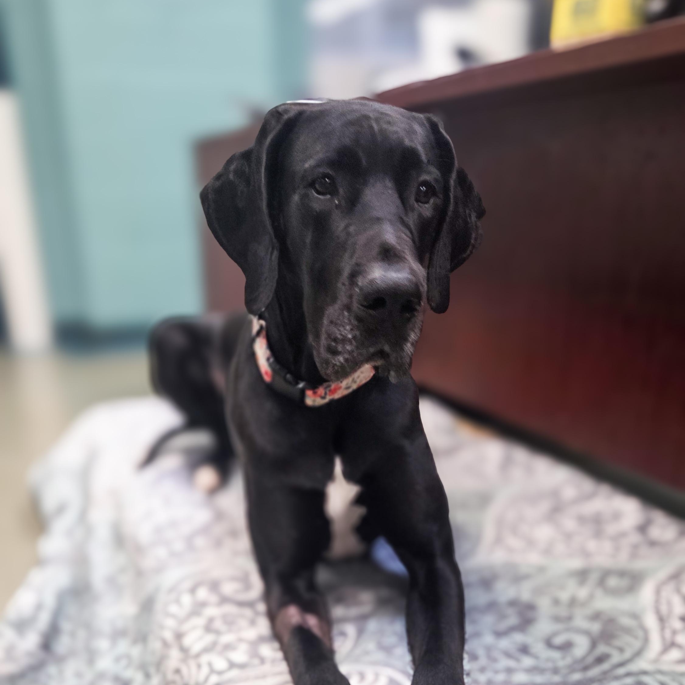 Dee Dee, ADOPTABLE, Young Female Great Dane.
