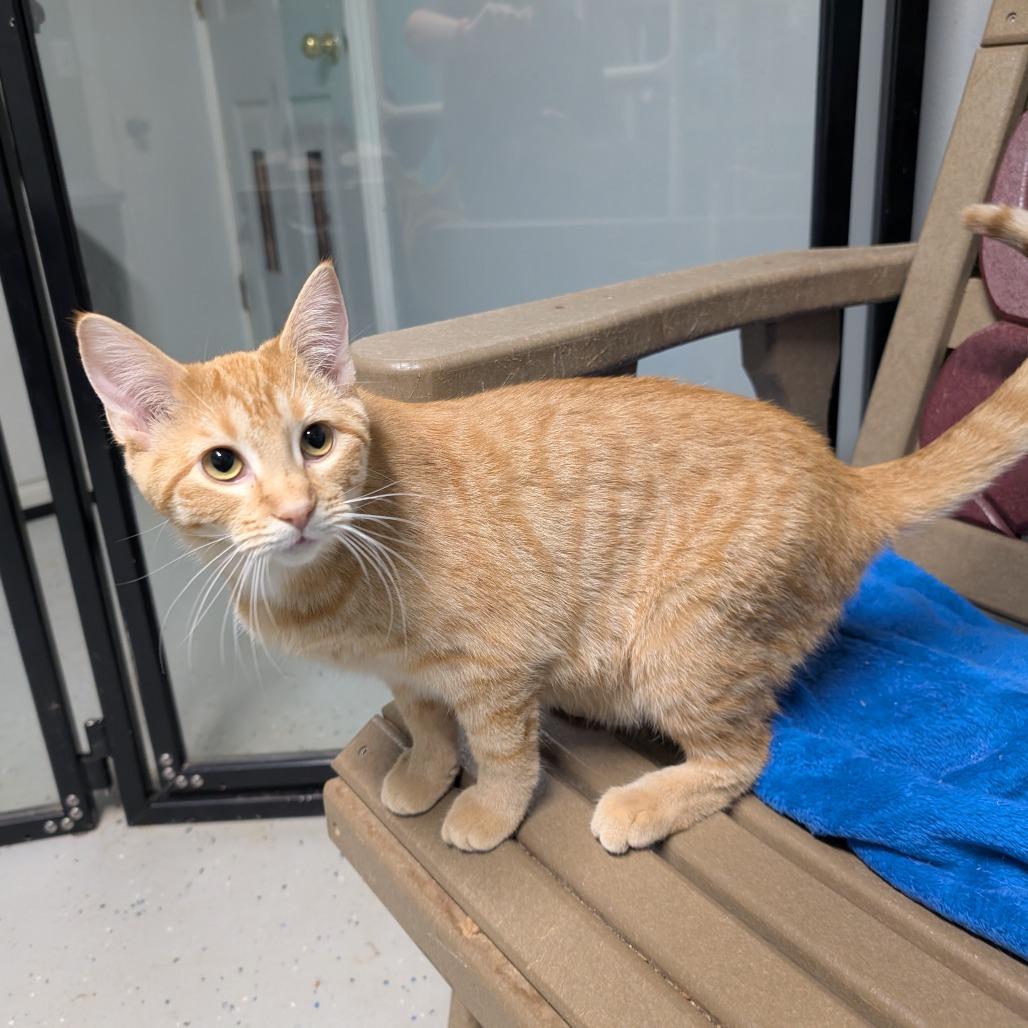 Chili, Adoptable, Young Female Domestic Short Hair.