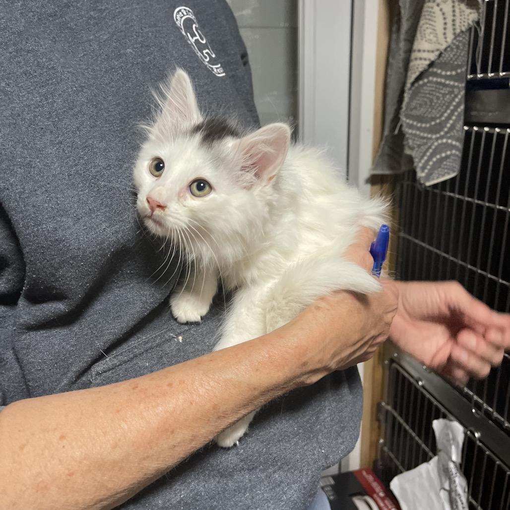 Zeb (Bushy Ridge 5), Adoptable, Young Male Domestic Medium Hair.