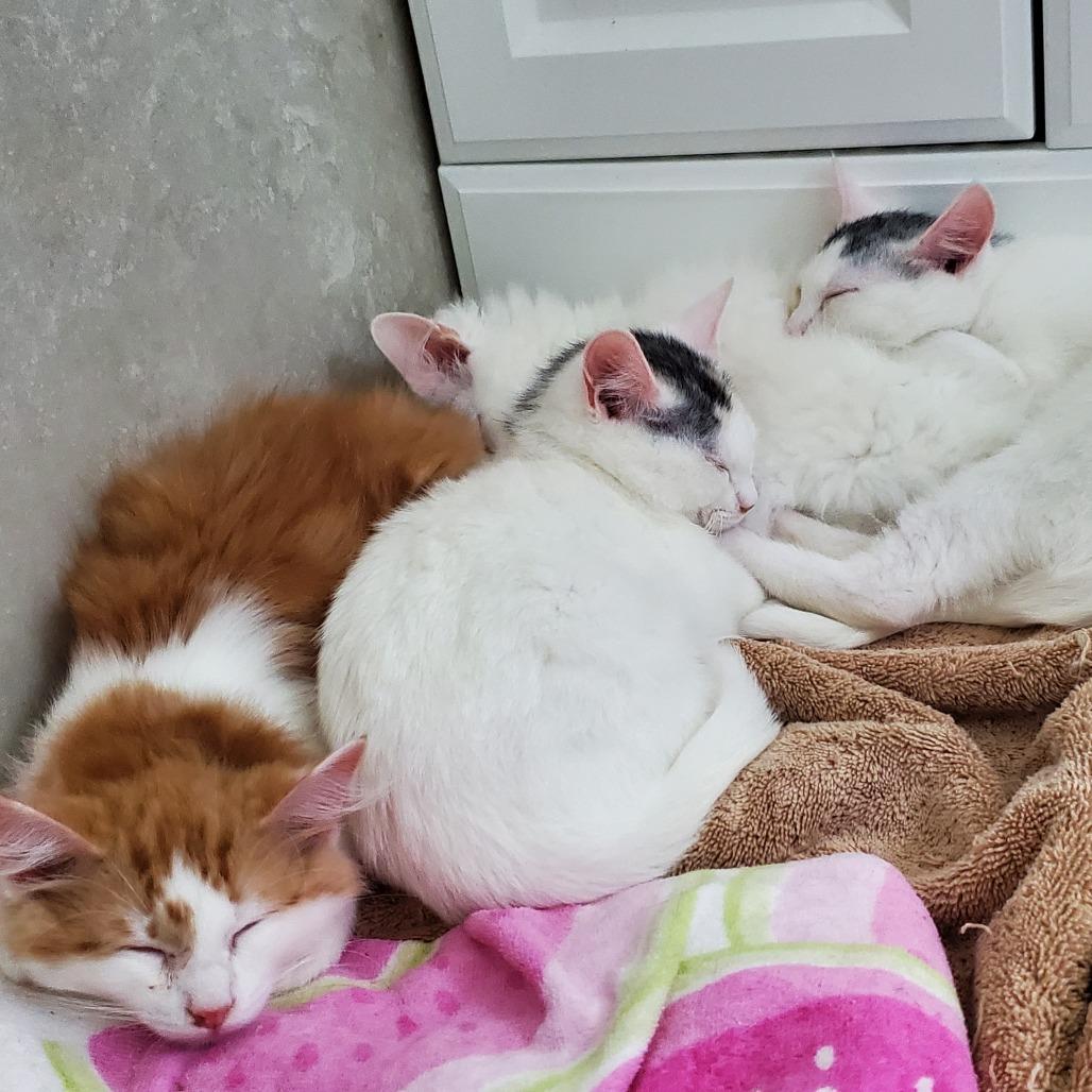 Enlarge Zeb (Bushy Ridge 5), a Adoptable Domestic Medium Hair in Westport, CT image 2/4