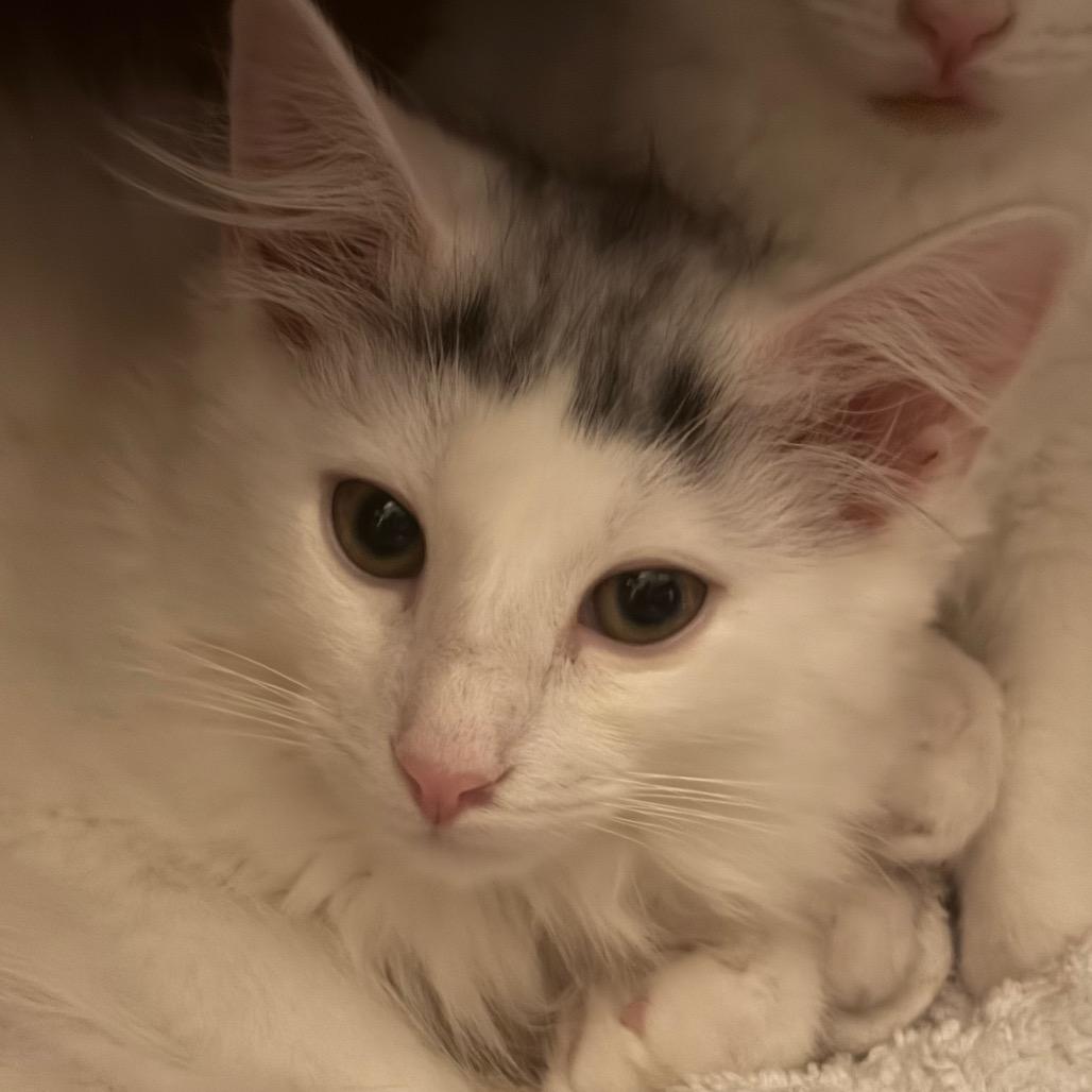Enlarge Zeb (Bushy Ridge 5), a Adoptable Domestic Medium Hair in Westport, CT image 3/4