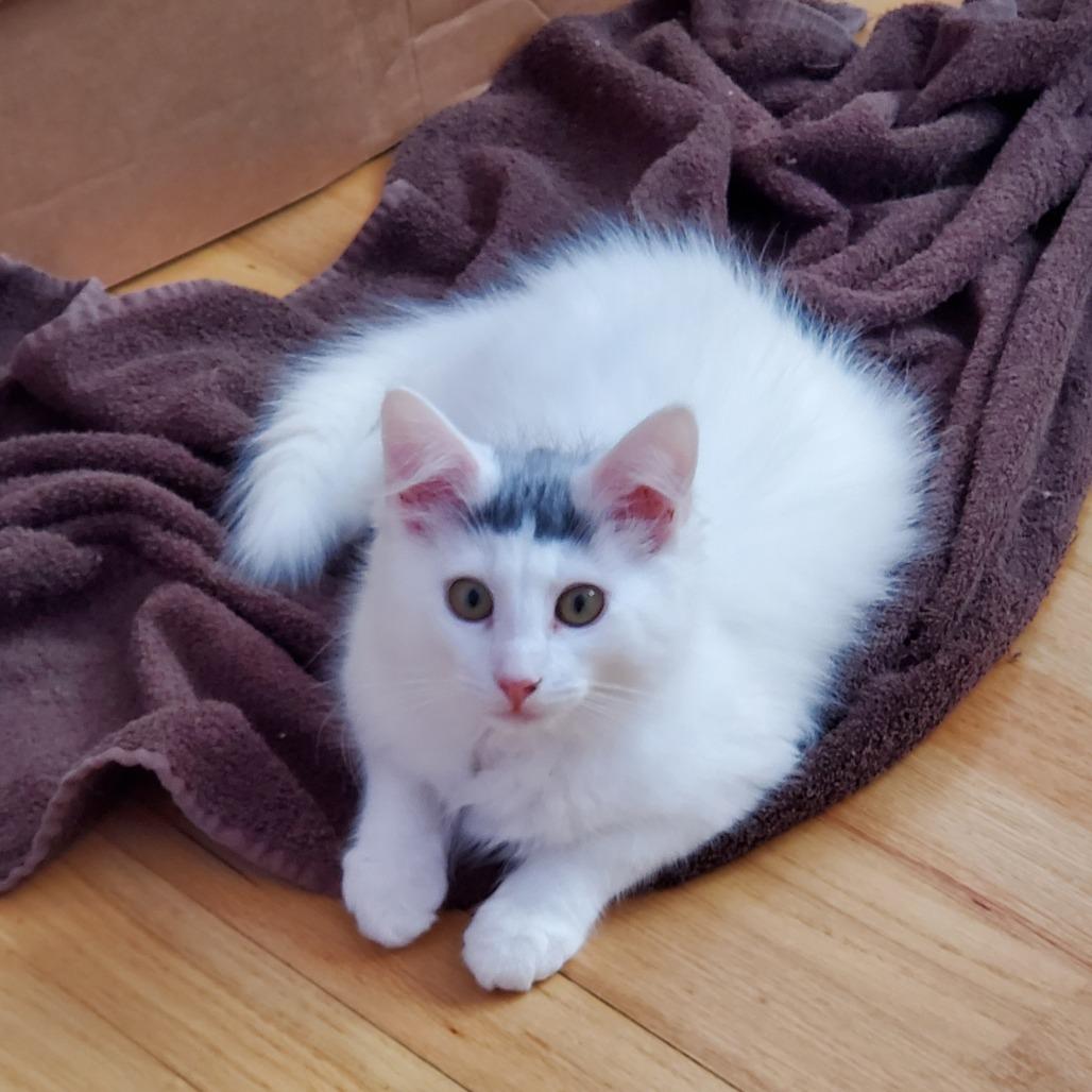 Enlarge Zeb (Bushy Ridge 5), a Adoptable Domestic Medium Hair in Westport, CT image 4/4