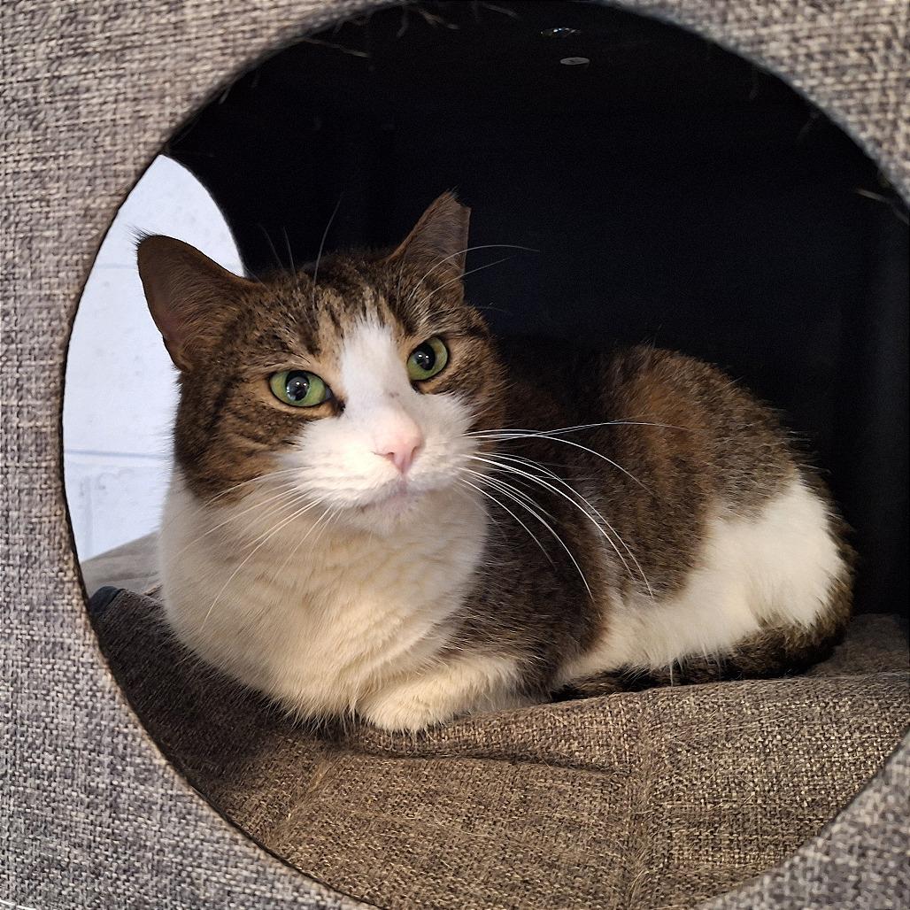 Cassie Marie, Adoptable, Senior Female Domestic Short Hair.