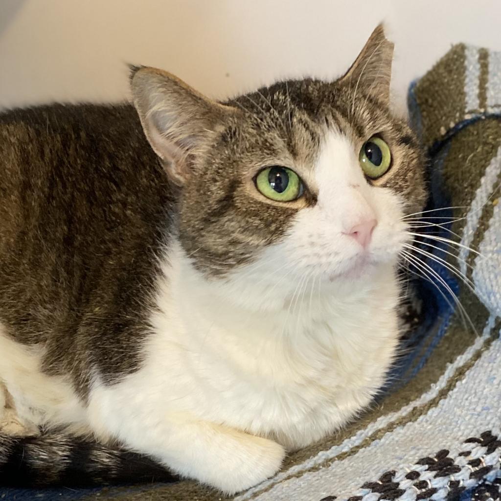 Cassie Marie, a Adoptable Domestic Short Hair in Simpsonville, SC image 2/6