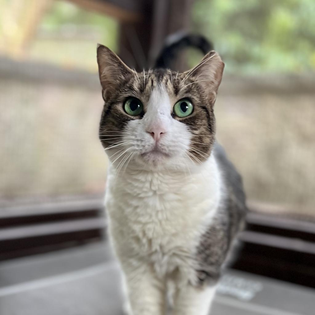 Cassie Marie, a Adoptable Domestic Short Hair in Simpsonville, SC image 3/6