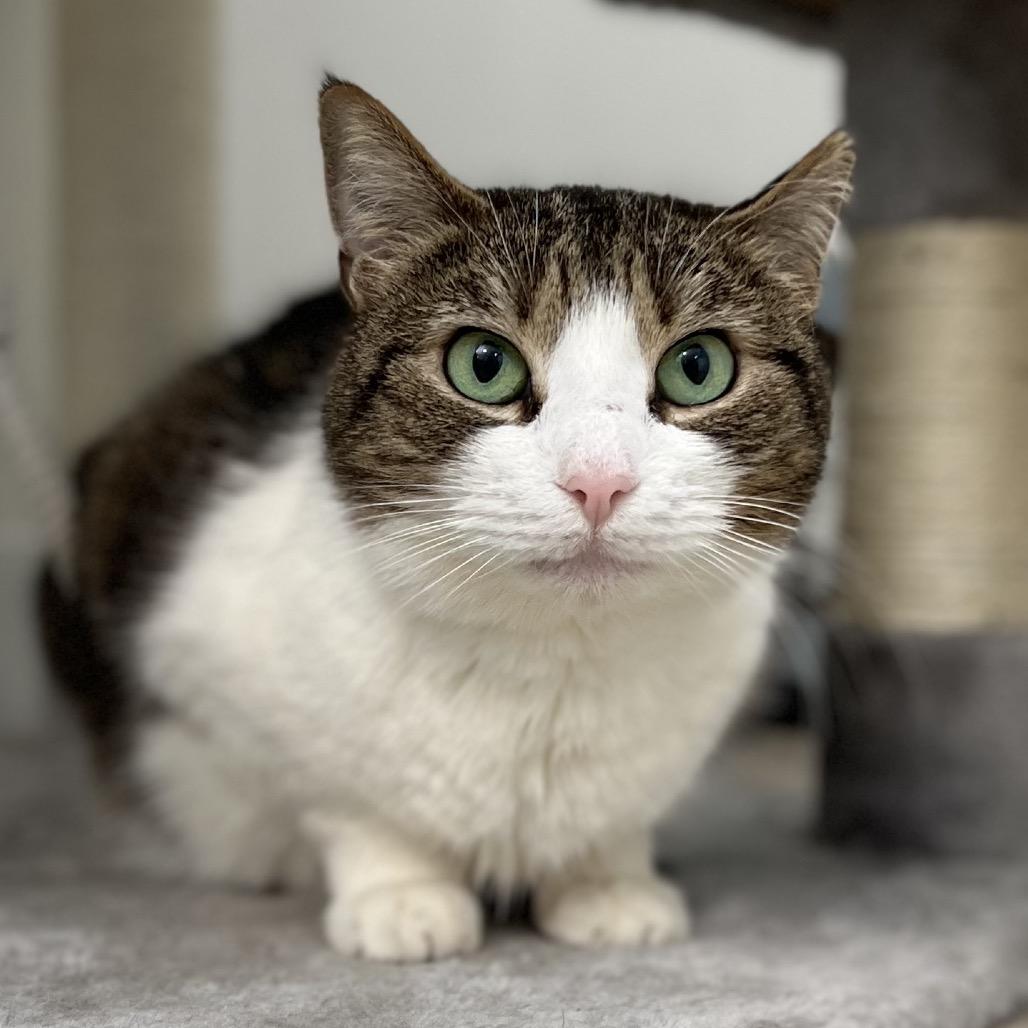 Cassie Marie, a Adoptable Domestic Short Hair in Simpsonville, SC image 4/6