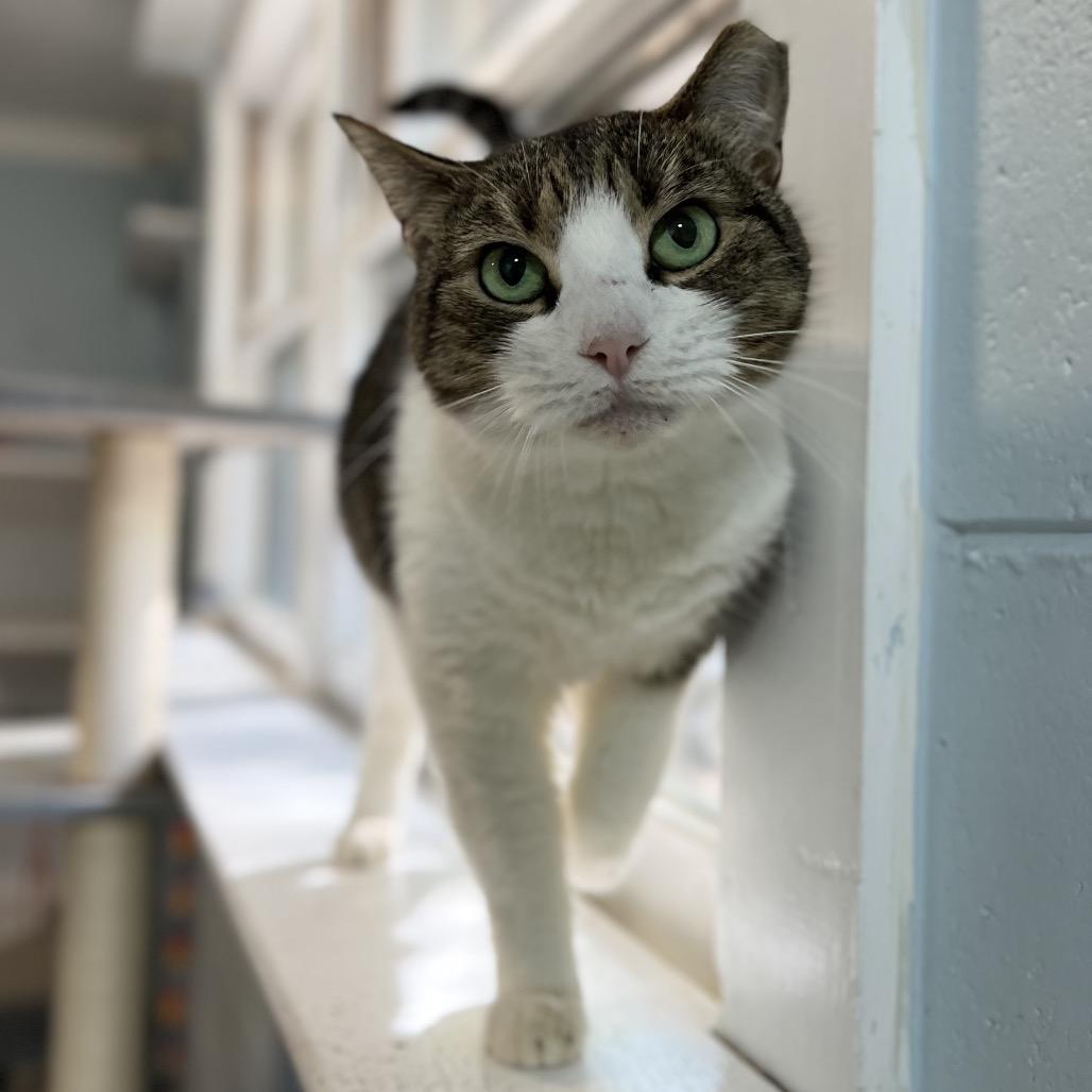 Enlarge Cassie Marie, a Adoptable Domestic Short Hair in Simpsonville, SC image 5/6