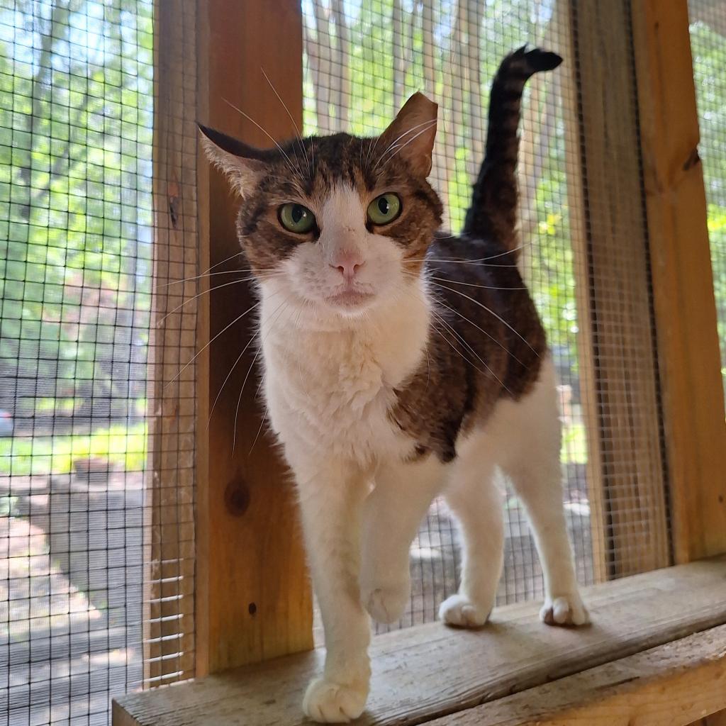 Cassie Marie, a Adoptable Domestic Short Hair in Simpsonville, SC image 6/6