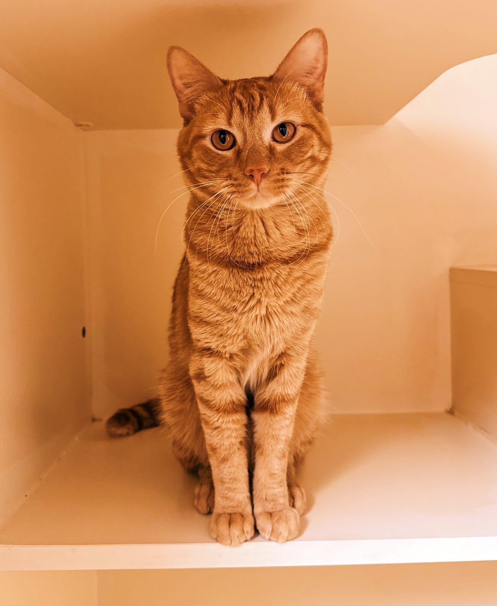 Enlarge BoxBox, a Adoptable Domestic Short Hair in Hays, KS image 1/6