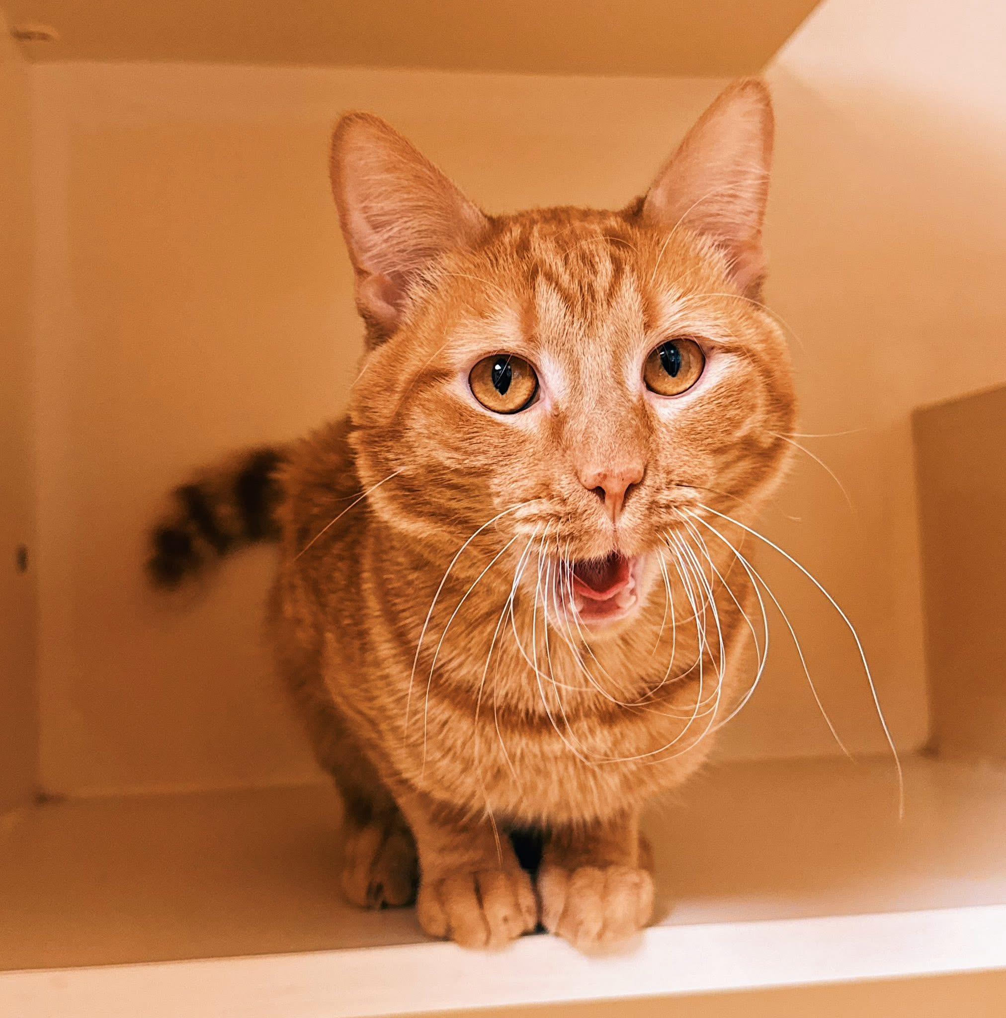 Enlarge BoxBox, a Adoptable Domestic Short Hair in Hays, KS image 2/6