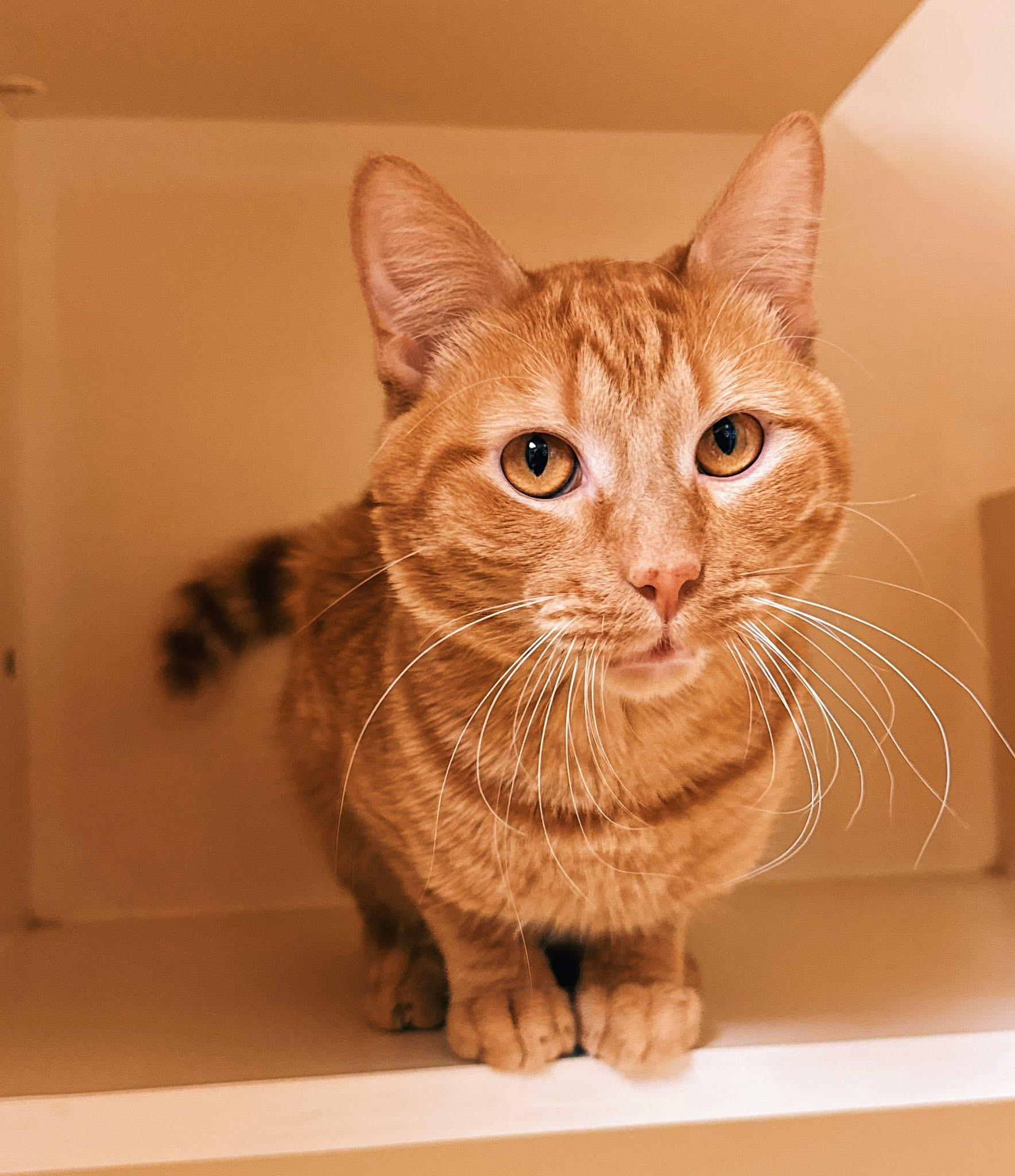 Enlarge BoxBox, a Adoptable Domestic Short Hair in Hays, KS image 3/6