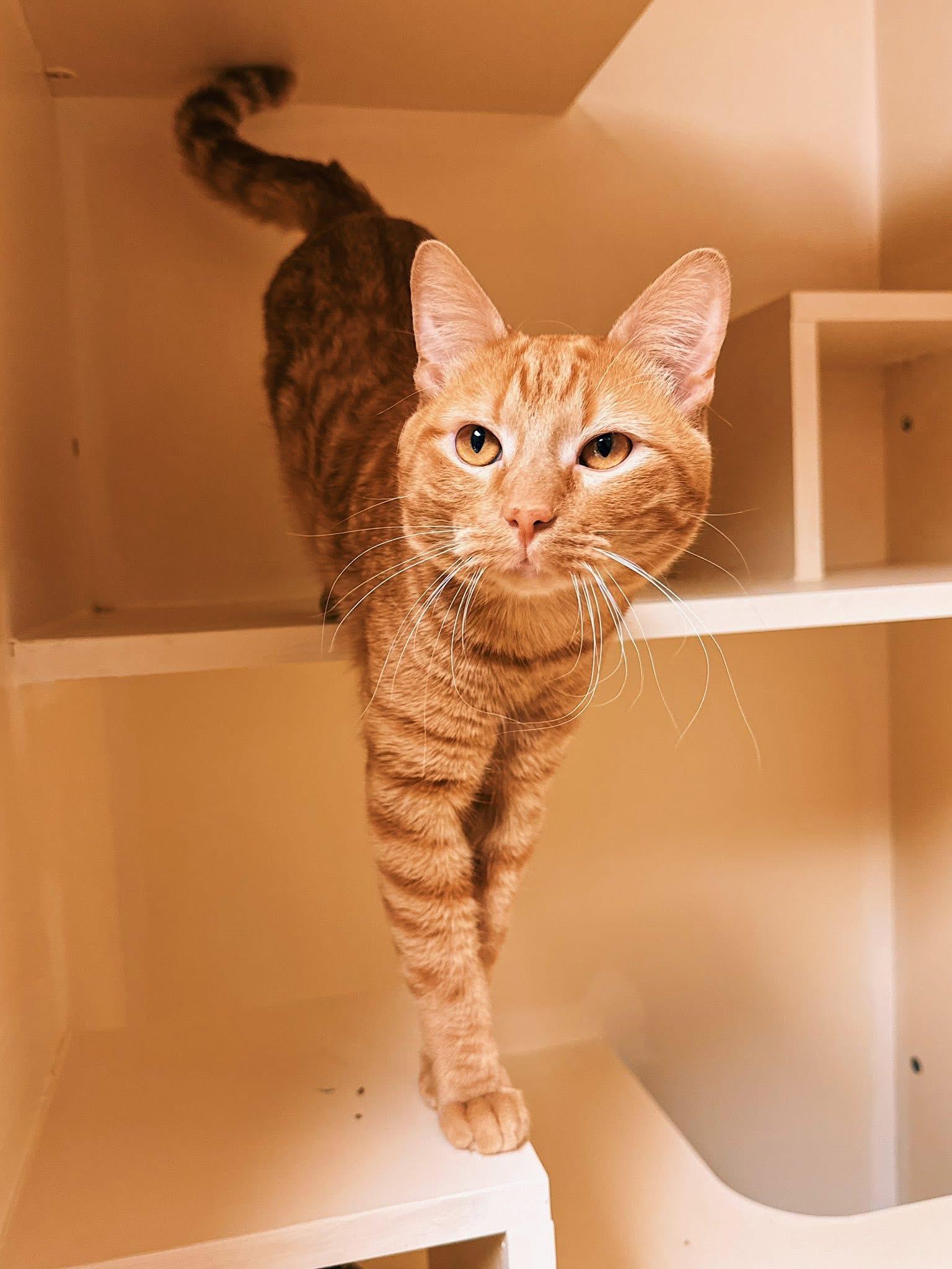 Enlarge BoxBox, a Adoptable Domestic Short Hair in Hays, KS image 4/6