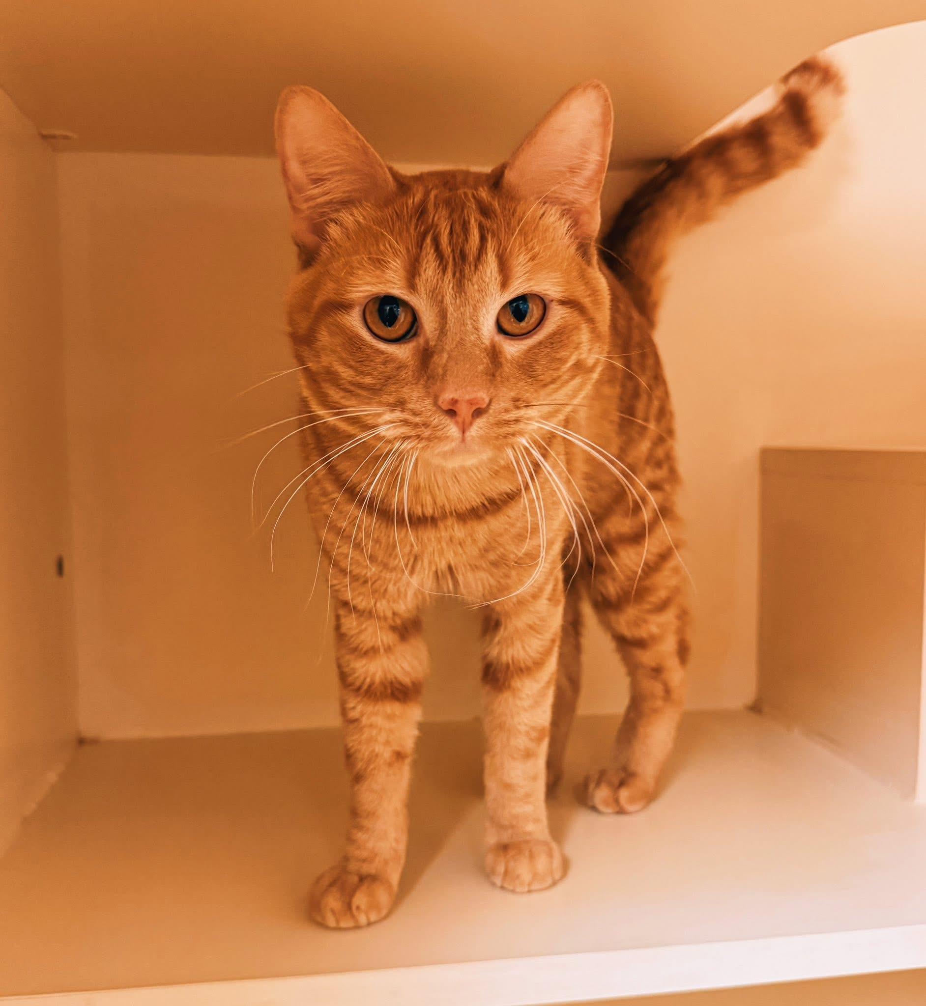 Enlarge BoxBox, a Adoptable Domestic Short Hair in Hays, KS image 5/6