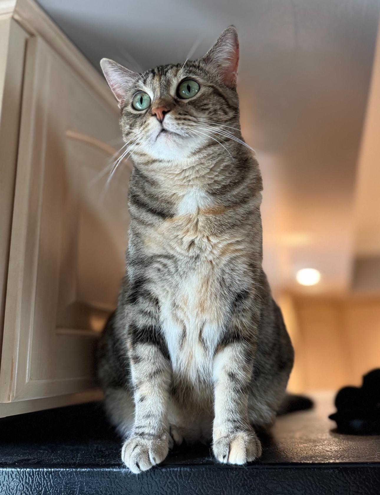 Enlarge Friskie, a Adoptable mixed breed in Lemont, IL image 2/5