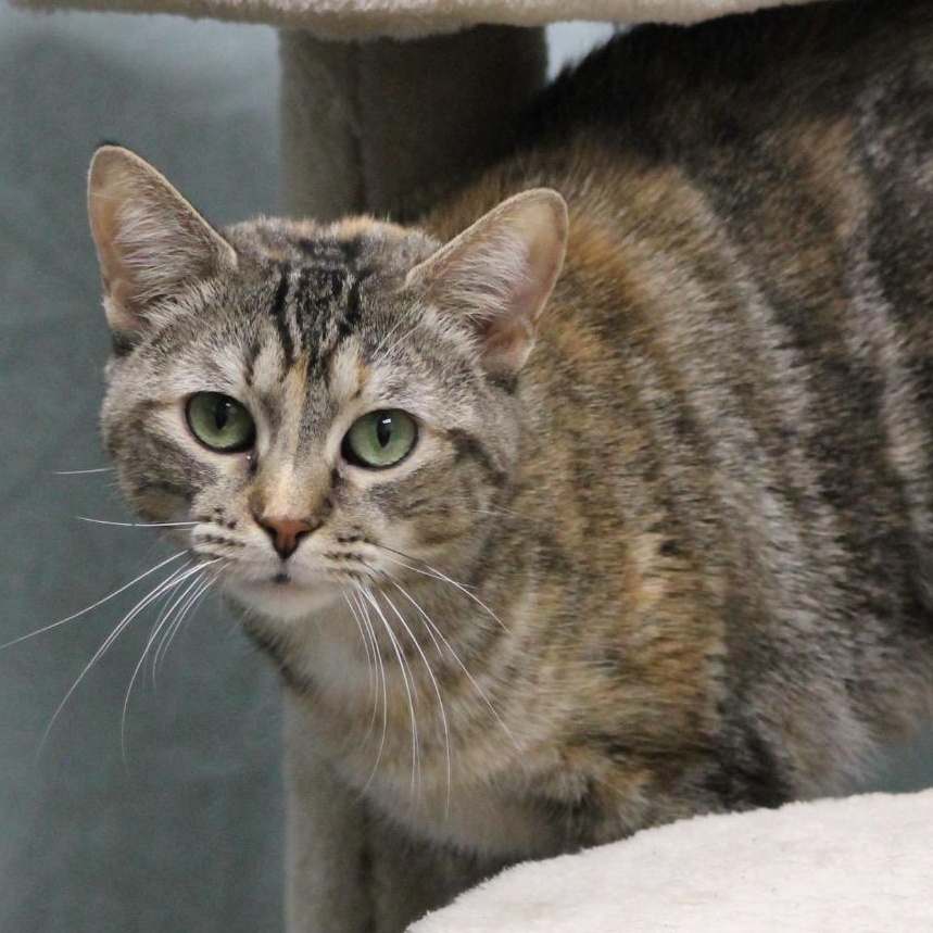 Enlarge Friskie, a Adoptable mixed breed in Lemont, IL image 5/5