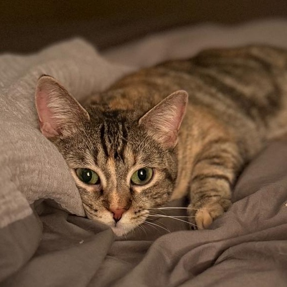 Enlarge Friskie, a Adoptable mixed breed in Lemont, IL image 1/5