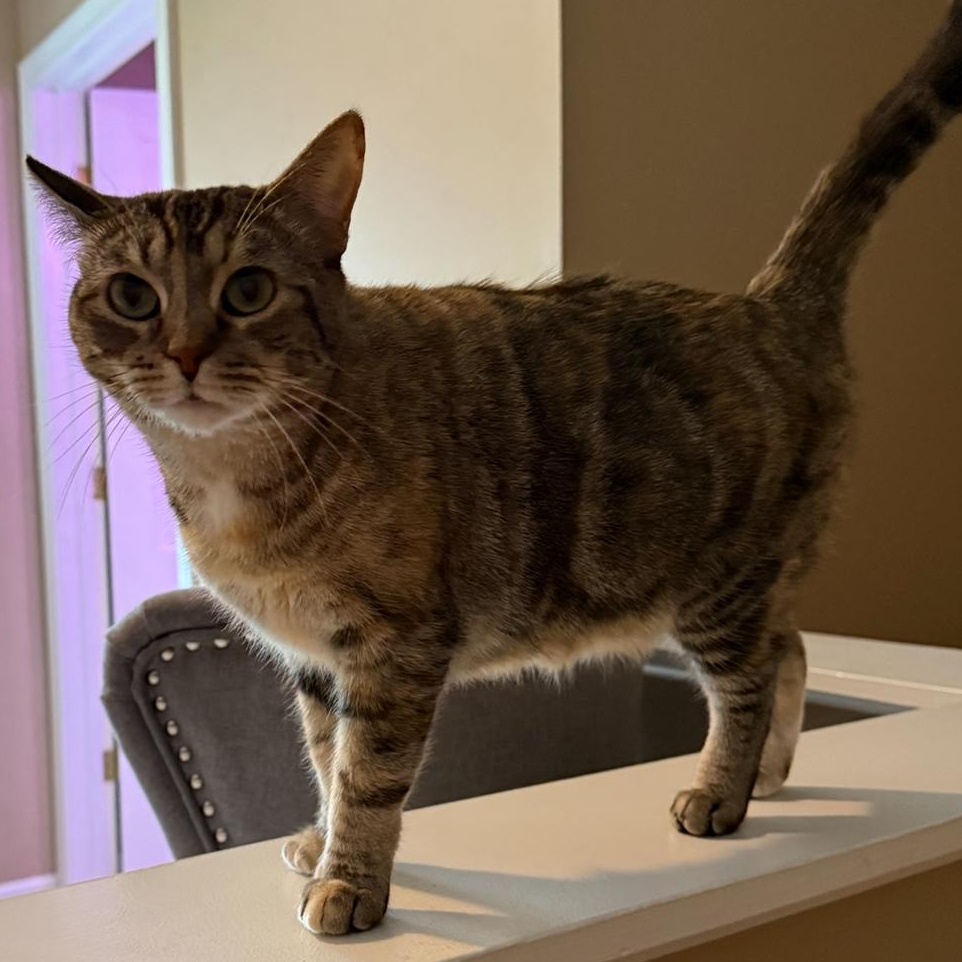 Enlarge Friskie, a Adoptable mixed breed in Lemont, IL image 4/5