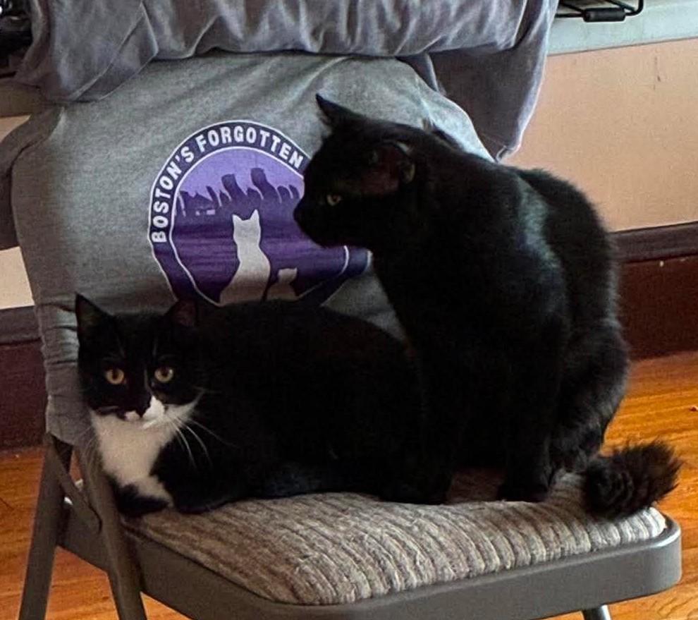 Sadie, an adoptable Domestic Short Hair in Roslindale, MA image 4/4