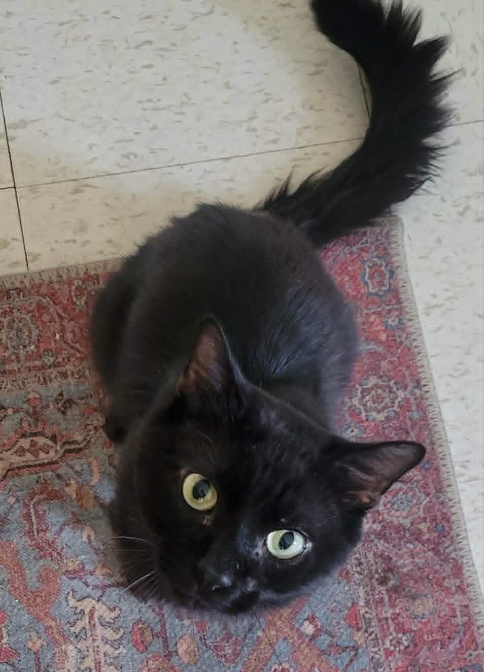 Sadie, an adoptable Domestic Short Hair in Roslindale, MA image 3/4