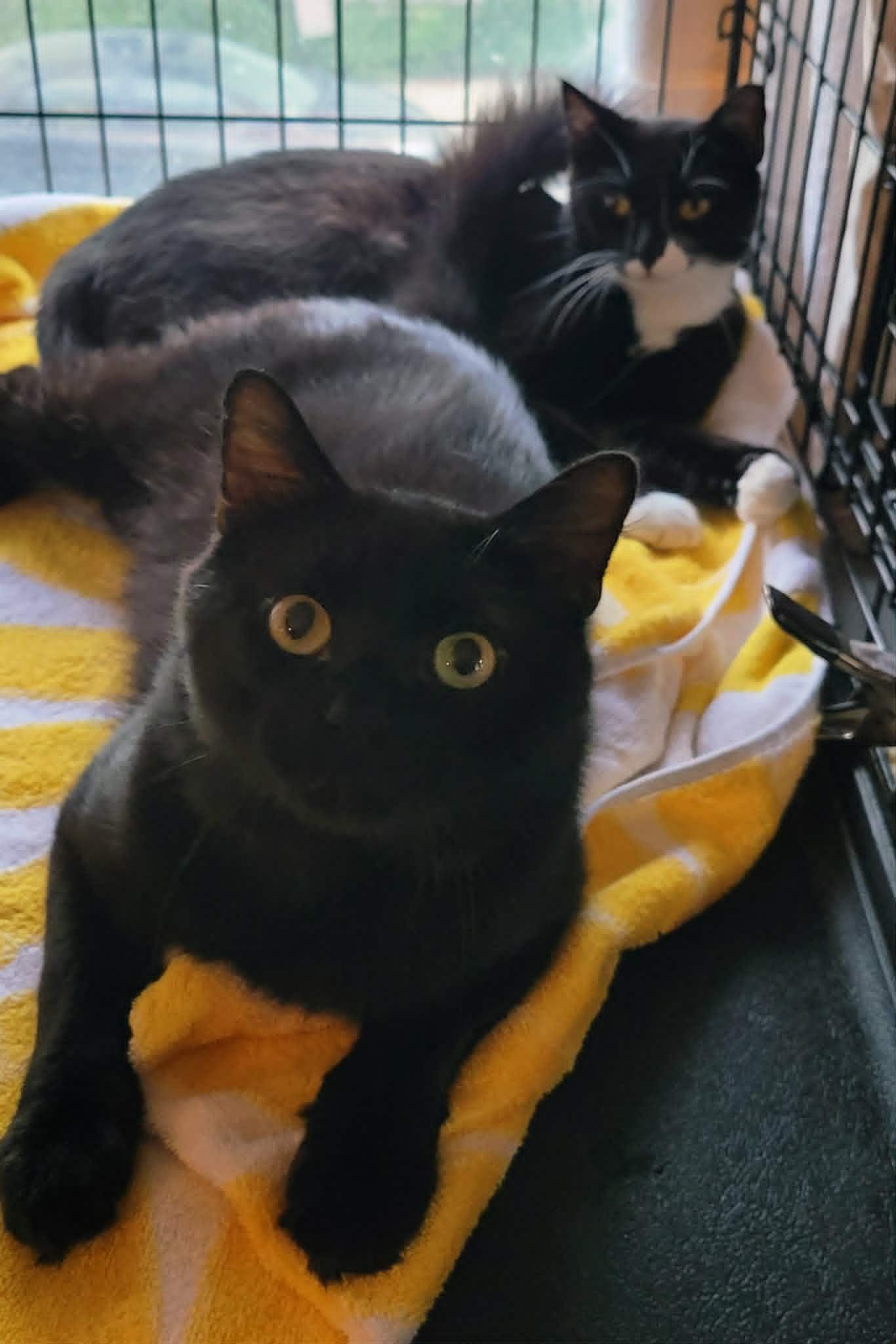 Sadie, an adoptable Domestic Short Hair in Roslindale, MA image 1/4