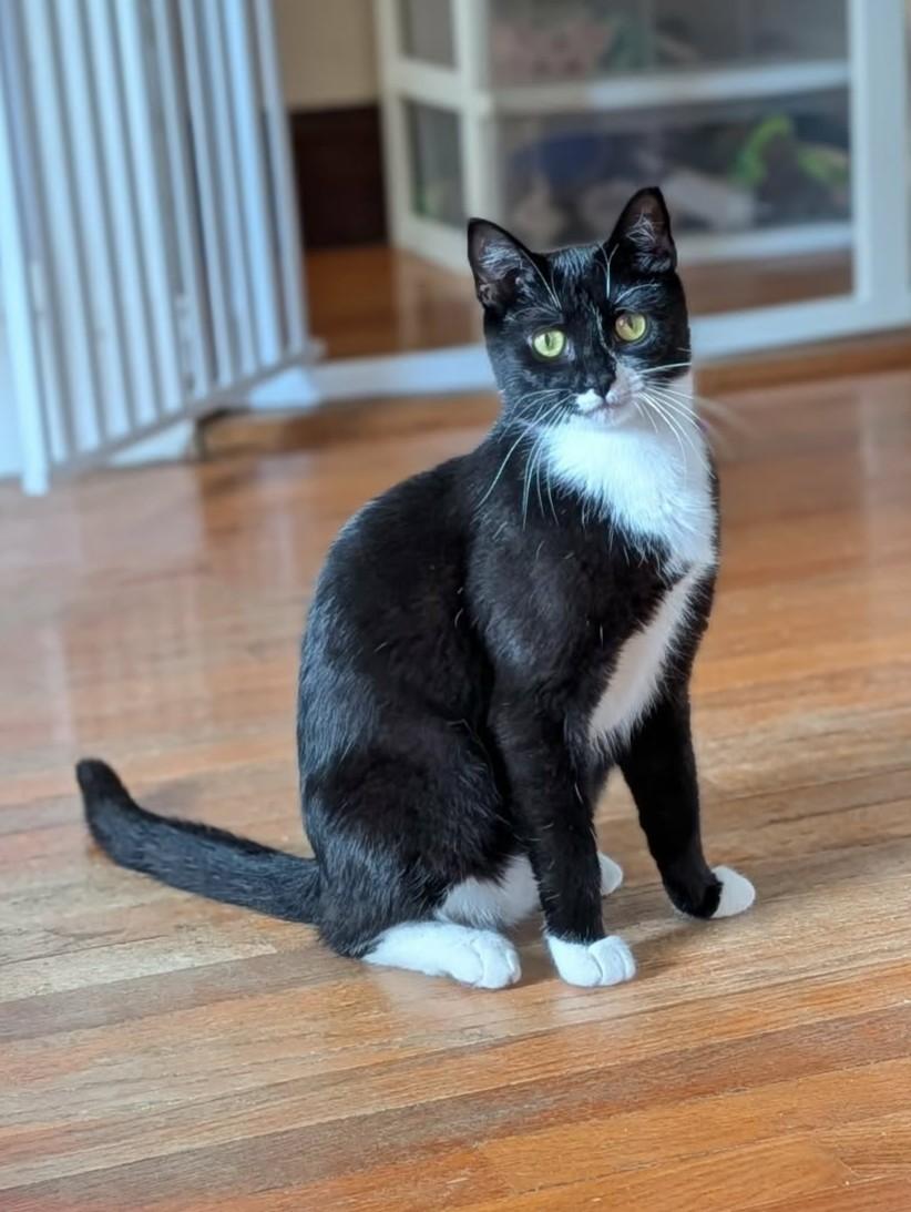 Sadie, an adoptable Domestic Short Hair in Roslindale, MA image 2/4