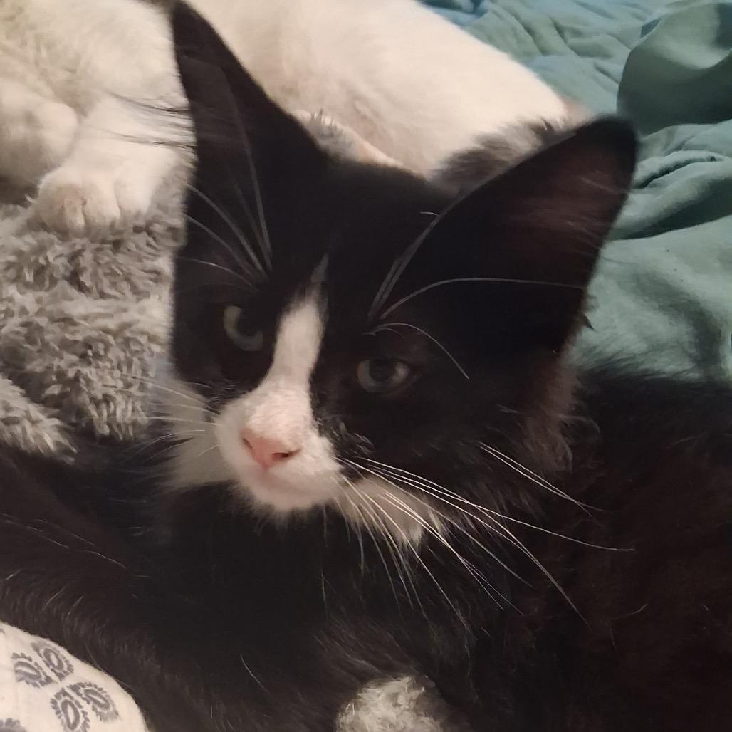 Gandolf, Adoptable, Kitten Male Tuxedo.
