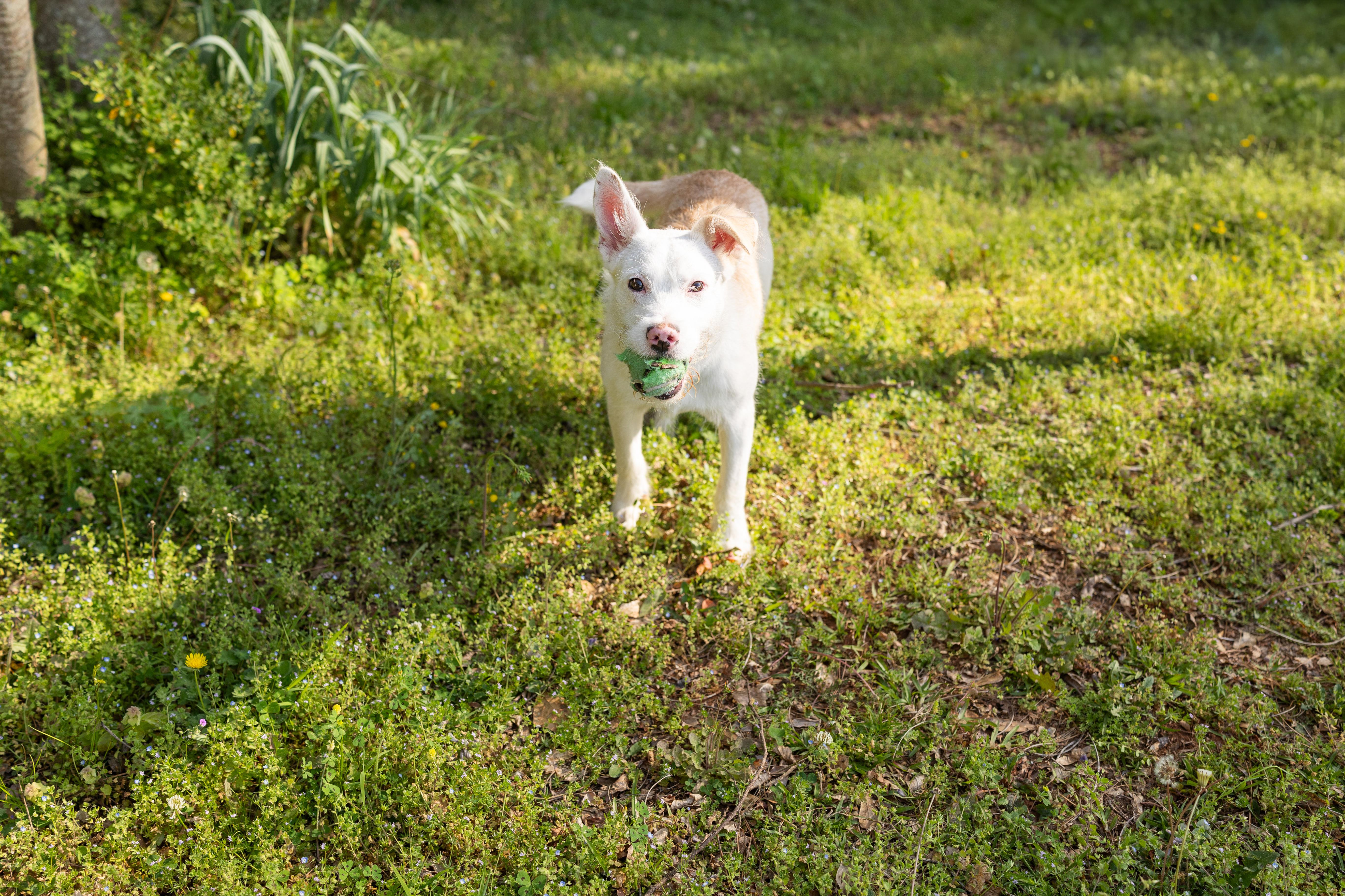 Enlarge MILLER, an adopted mixed breed in Newborn, GA image 2/4
