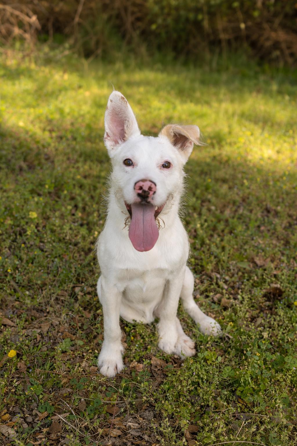 MILLER, adopted, Young Male Terrier.