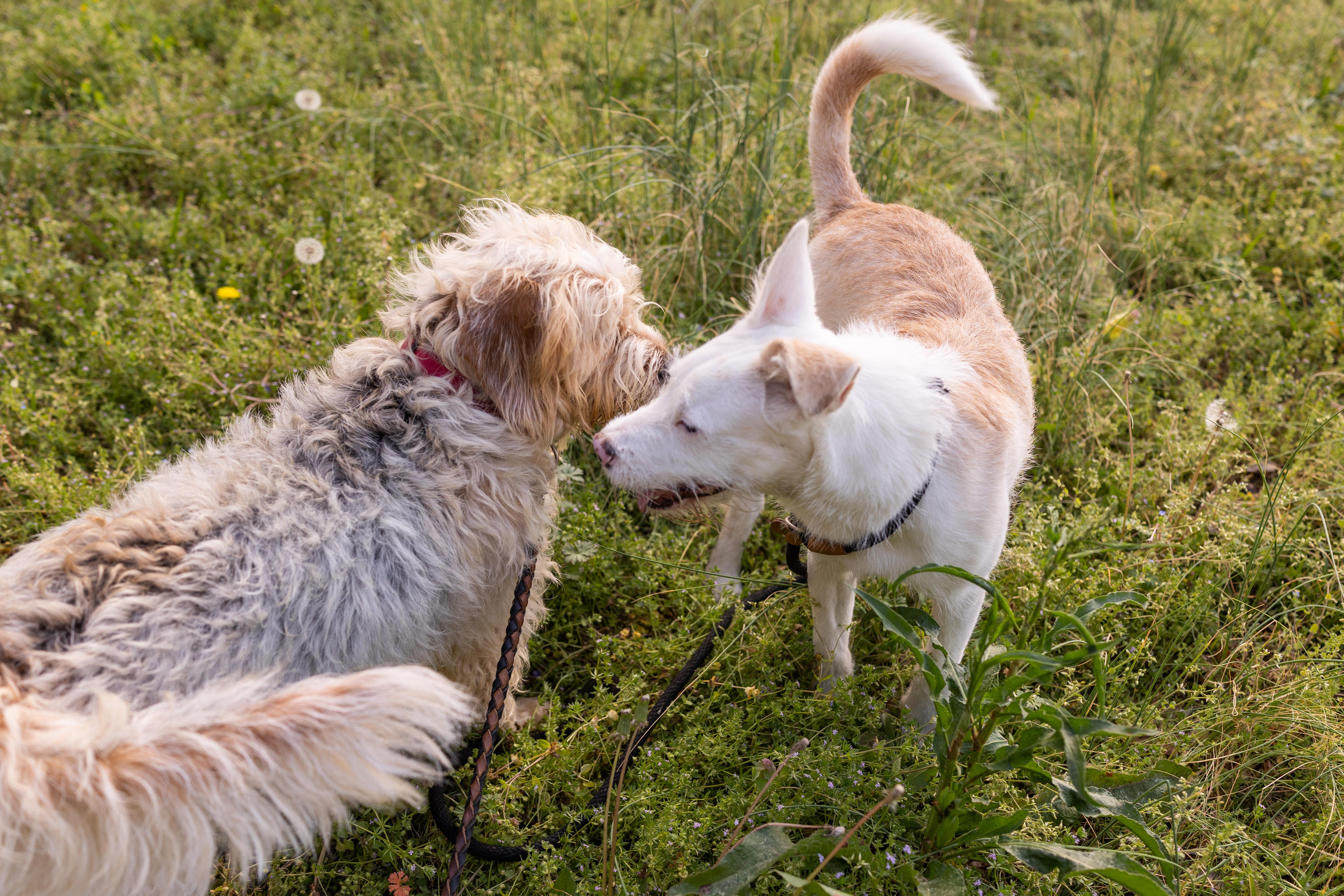 Enlarge MILLER, an adopted mixed breed in Newborn, GA image 3/4