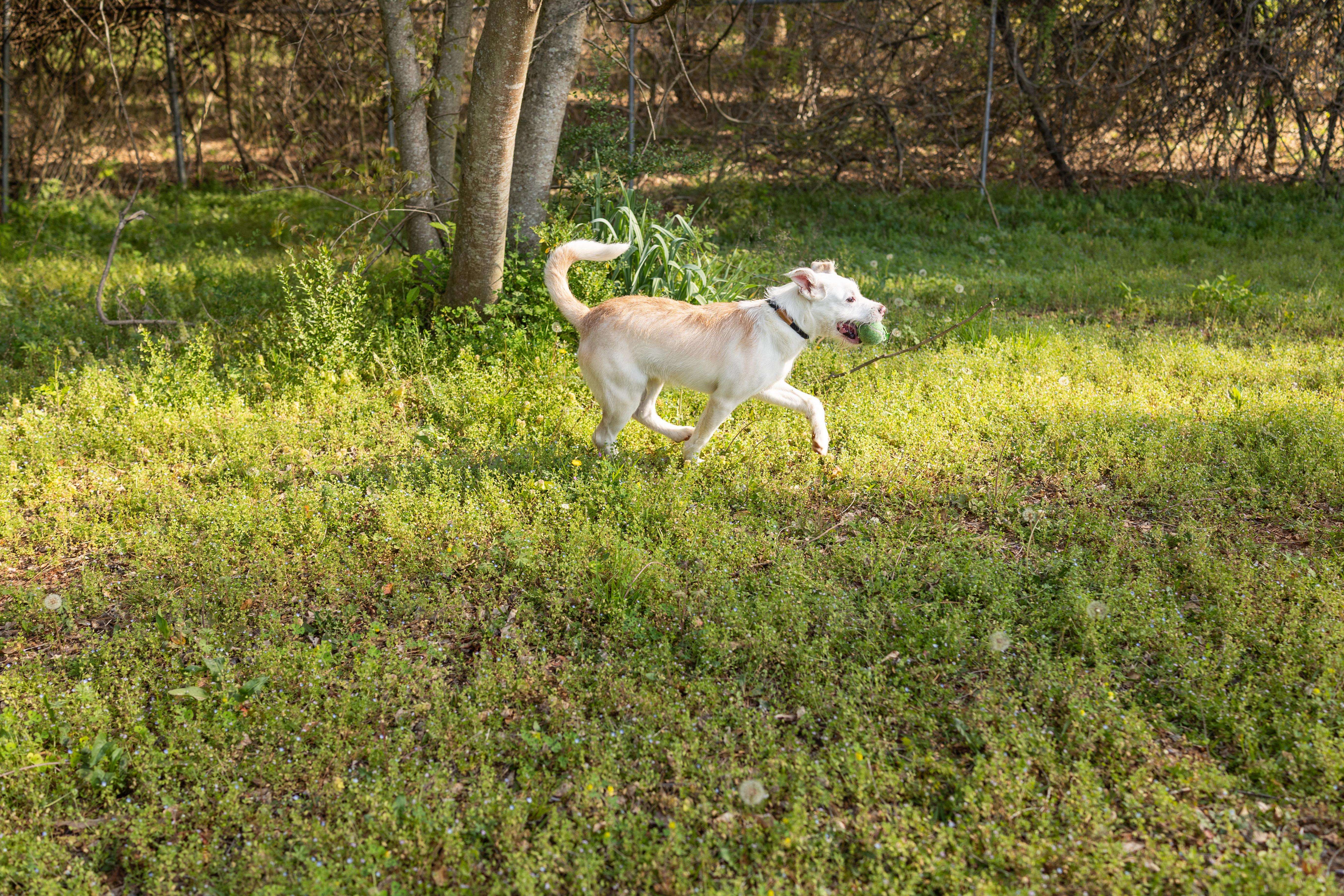 Enlarge MILLER, an adopted mixed breed in Newborn, GA image 4/4