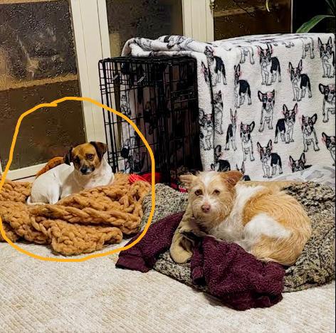Enlarge Donut • Cute Video, a ADOPTABLE mixed breed in Scotts Valley, CA image 5/5