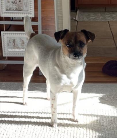 Enlarge Donut • Cute Video, a ADOPTABLE mixed breed in Scotts Valley, CA image 3/5