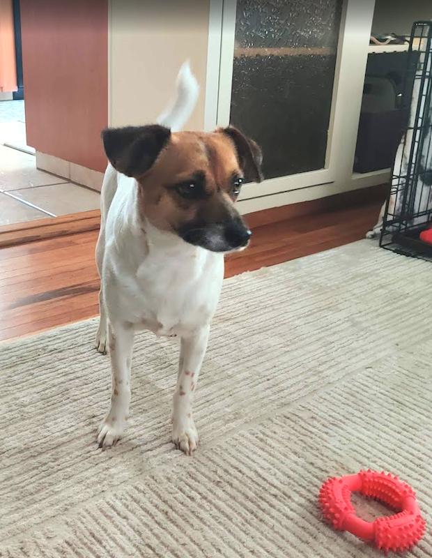 Enlarge Donut • Cute Video, a ADOPTABLE mixed breed in Scotts Valley, CA image 4/5