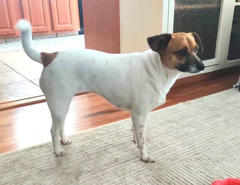 Enlarge Donut • Cute Video, a ADOPTABLE mixed breed in Scotts Valley, CA image 1/5