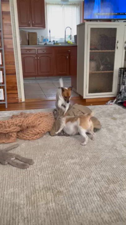 Enlarge Donut • Cute Video, a ADOPTABLE mixed breed in Scotts Valley, CA video 2/5