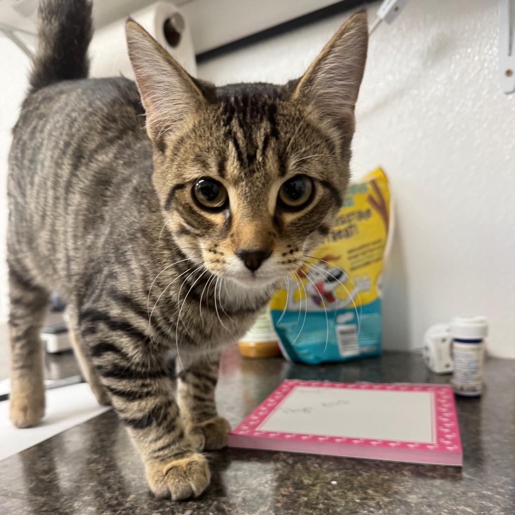 Pudding, Adoptable, Kitten Male Domestic Short Hair.