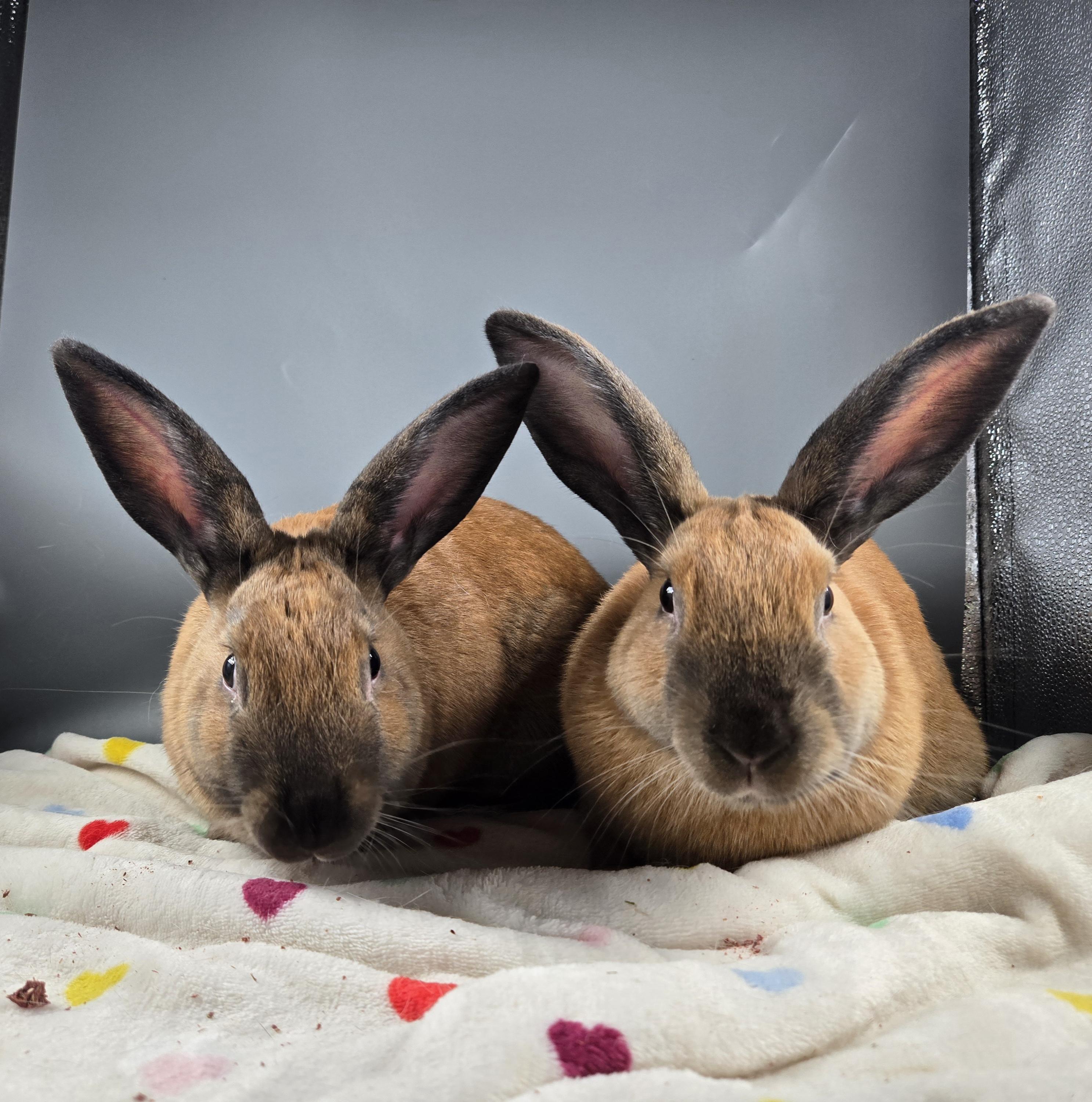 Uranus and Saturn, ADOPTABLE, Young Female Cinnamon.