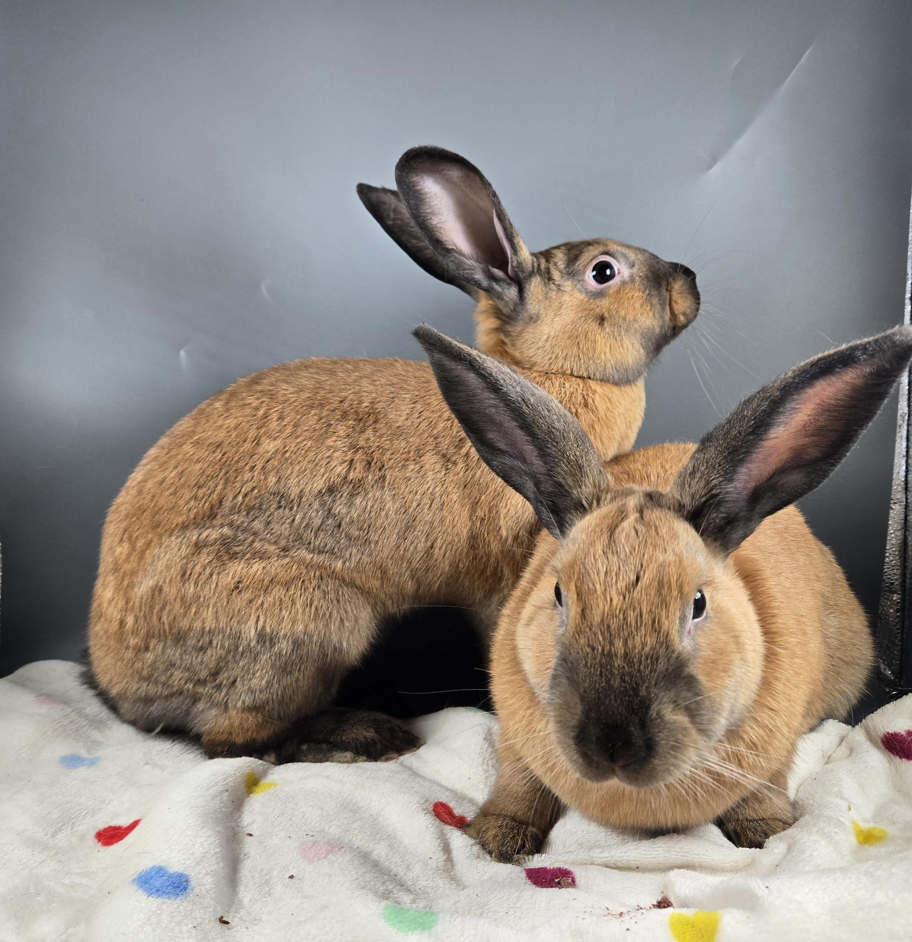 Uranus and Saturn, a ADOPTABLE Cinnamon in San Antonio, TX image 2/4