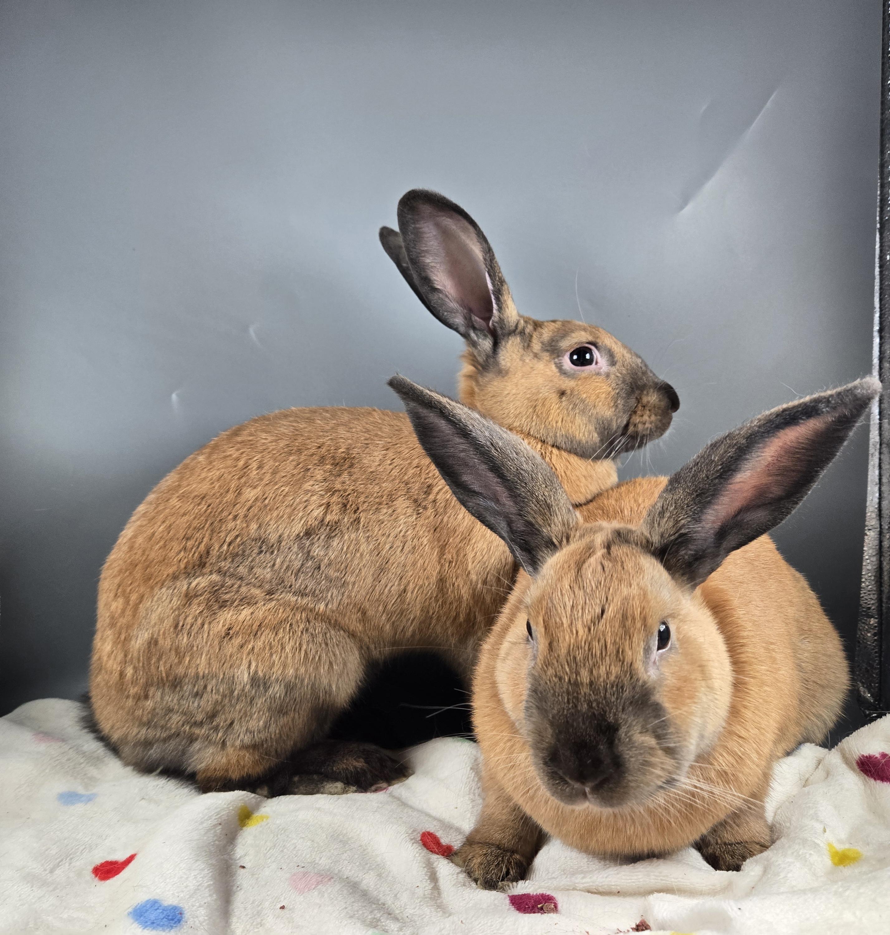 Uranus and Saturn, a ADOPTABLE Cinnamon in San Antonio, TX image 3/4