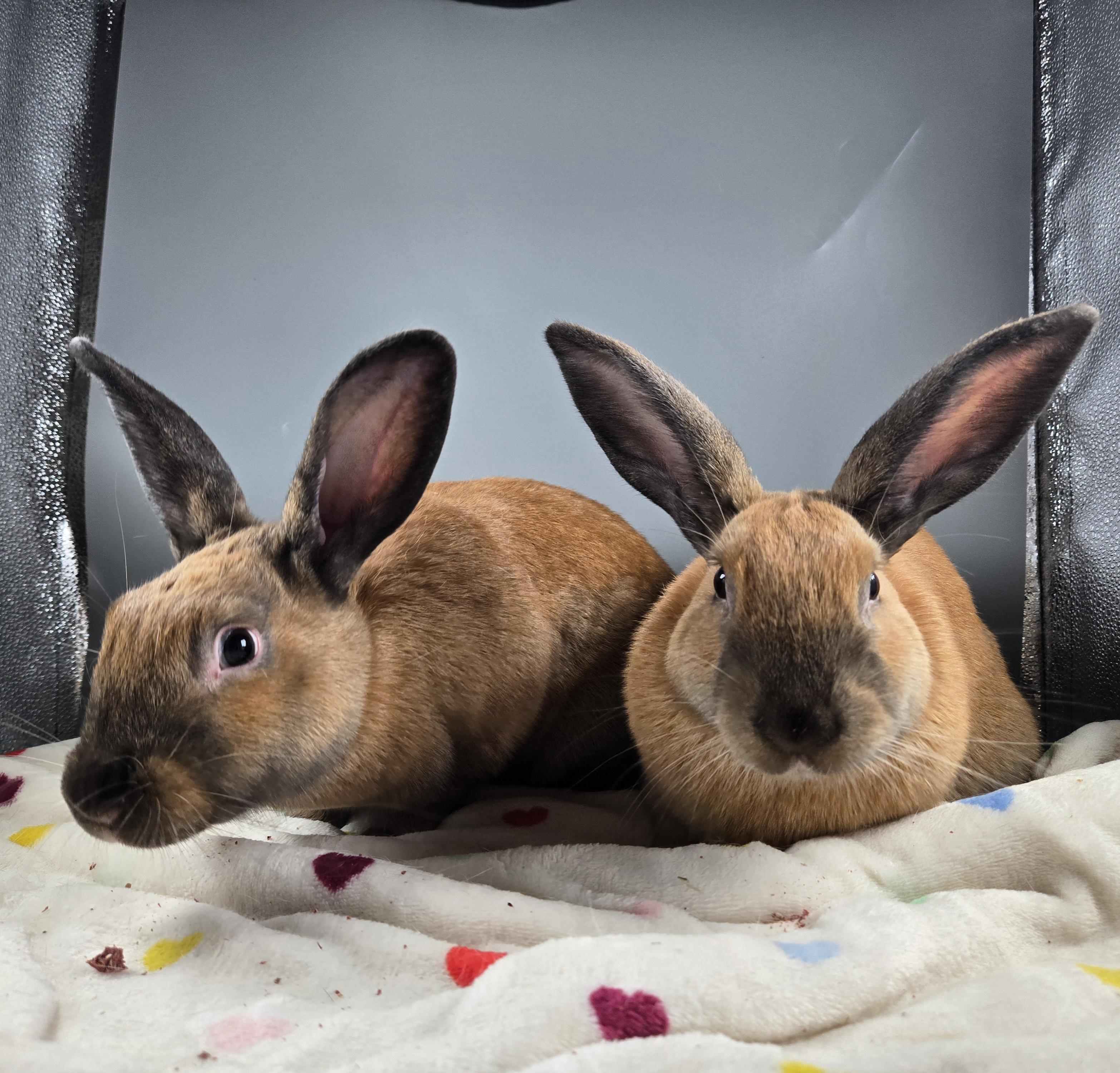 Uranus and Saturn, a ADOPTABLE Cinnamon in San Antonio, TX image 4/4