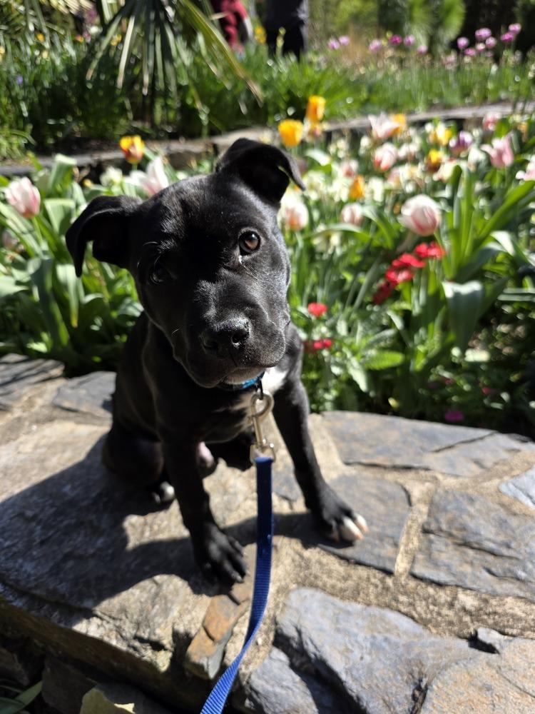 Enlarge Onyx, a Adoptable mixed breed in Wake Forest, NC image 1/5