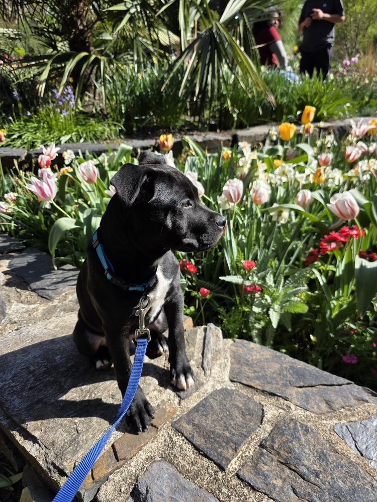 Enlarge Onyx, a Adoptable mixed breed in Wake Forest, NC image 2/5