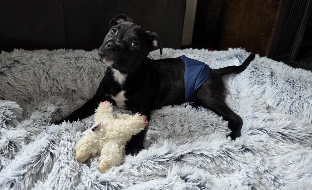 Enlarge Onyx, a Adoptable mixed breed in Wake Forest, NC image 3/5