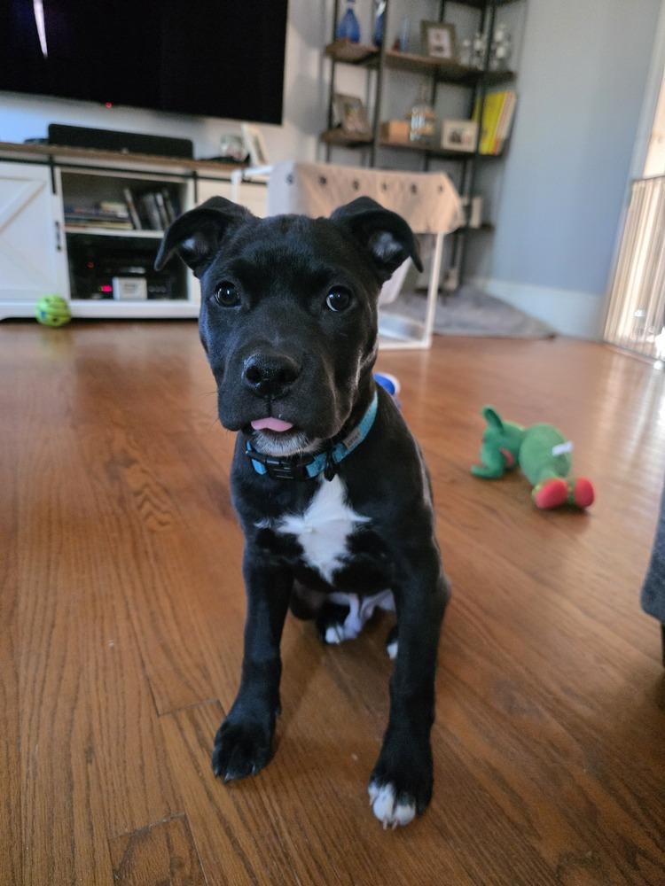 Enlarge Onyx, a Adoptable mixed breed in Wake Forest, NC image 4/5