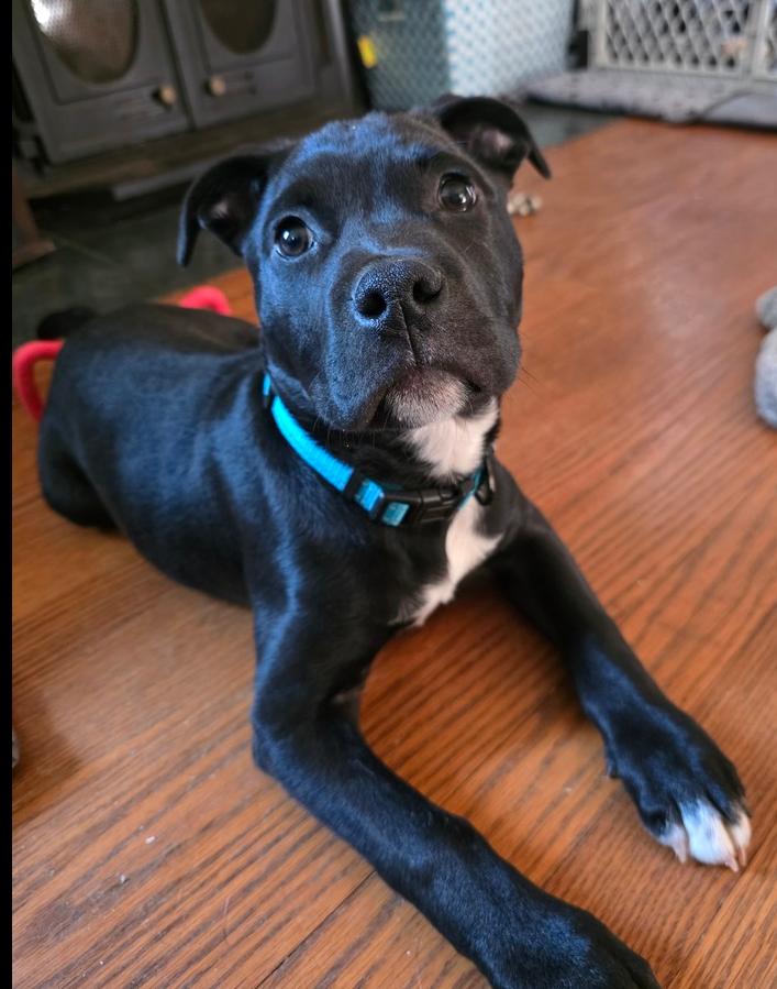 Onyx, Adoptable, Puppy Male Pit Bull Terrier & Hound.