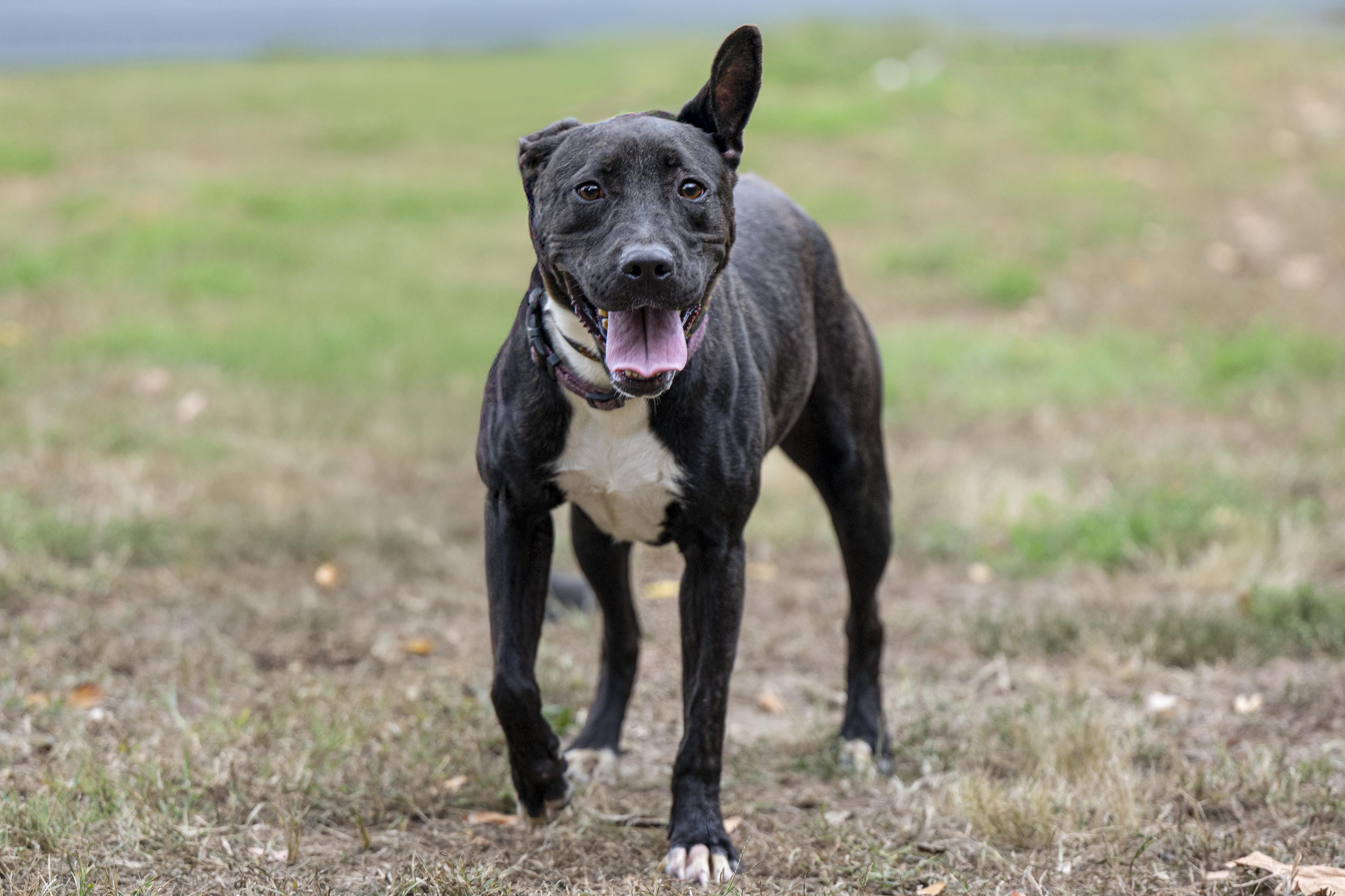 Enlarge Zadie, a Adoptable mixed breed in Terre Haute, IN image 1/1