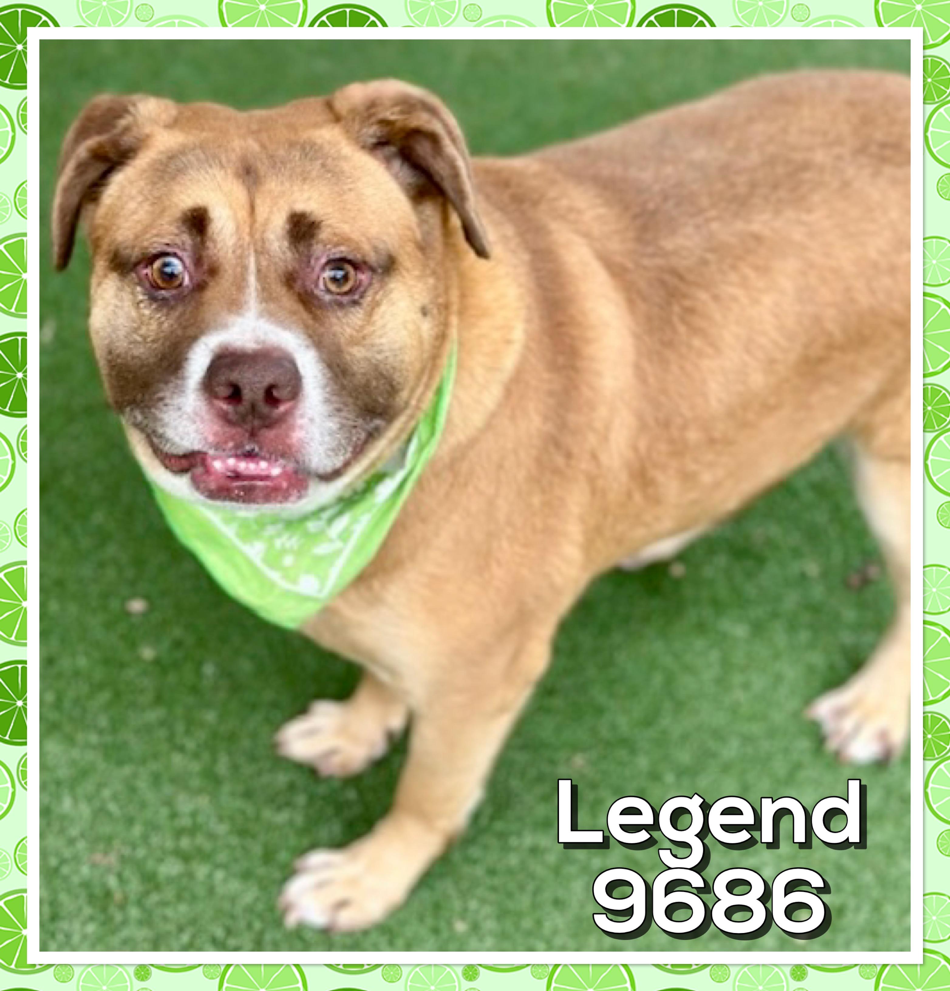 Enlarge LEGEND, a ADOPTABLE mixed breed in Marietta, GA image 4/5