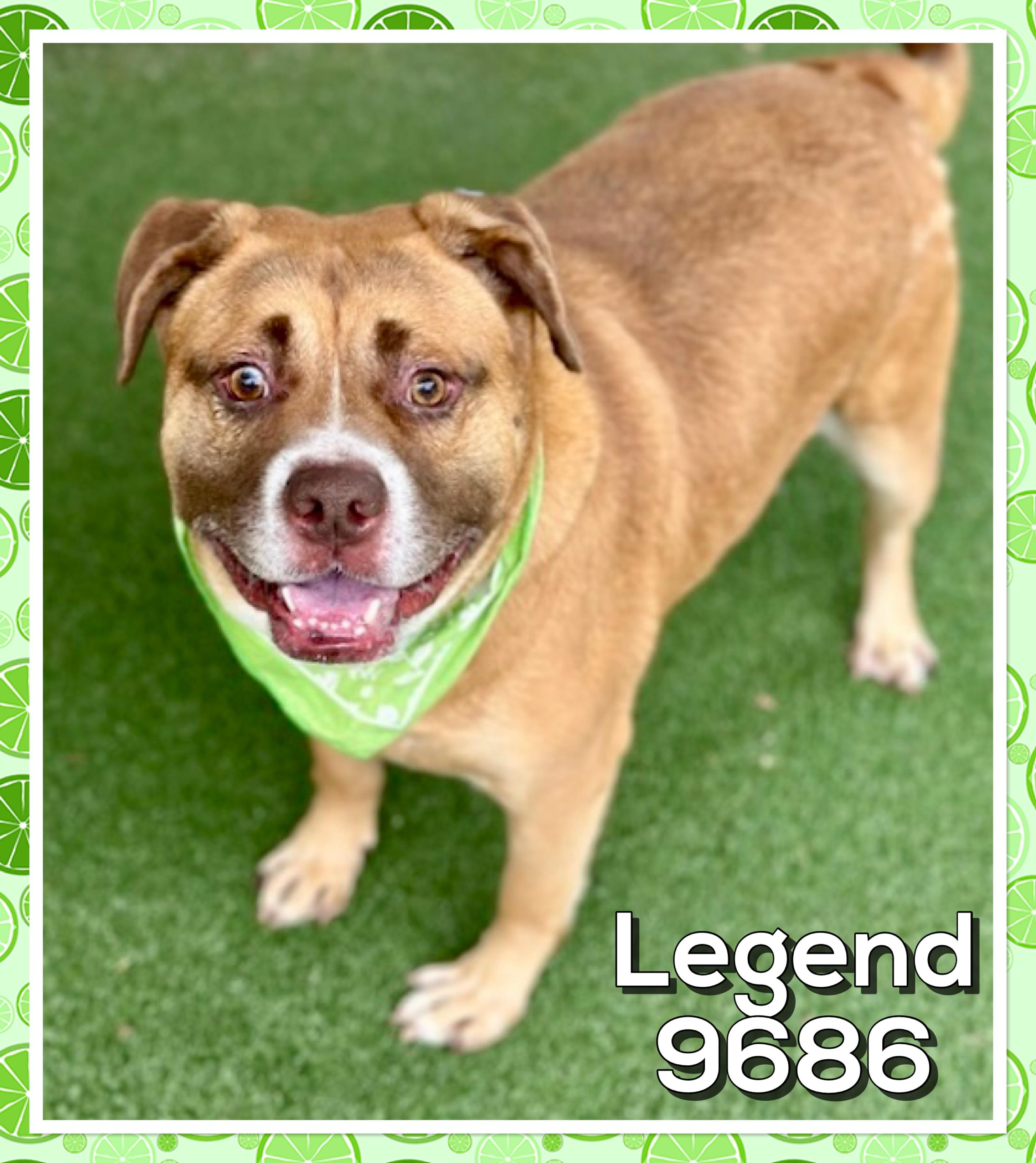 Enlarge LEGEND, a ADOPTABLE mixed breed in Marietta, GA image 1/5