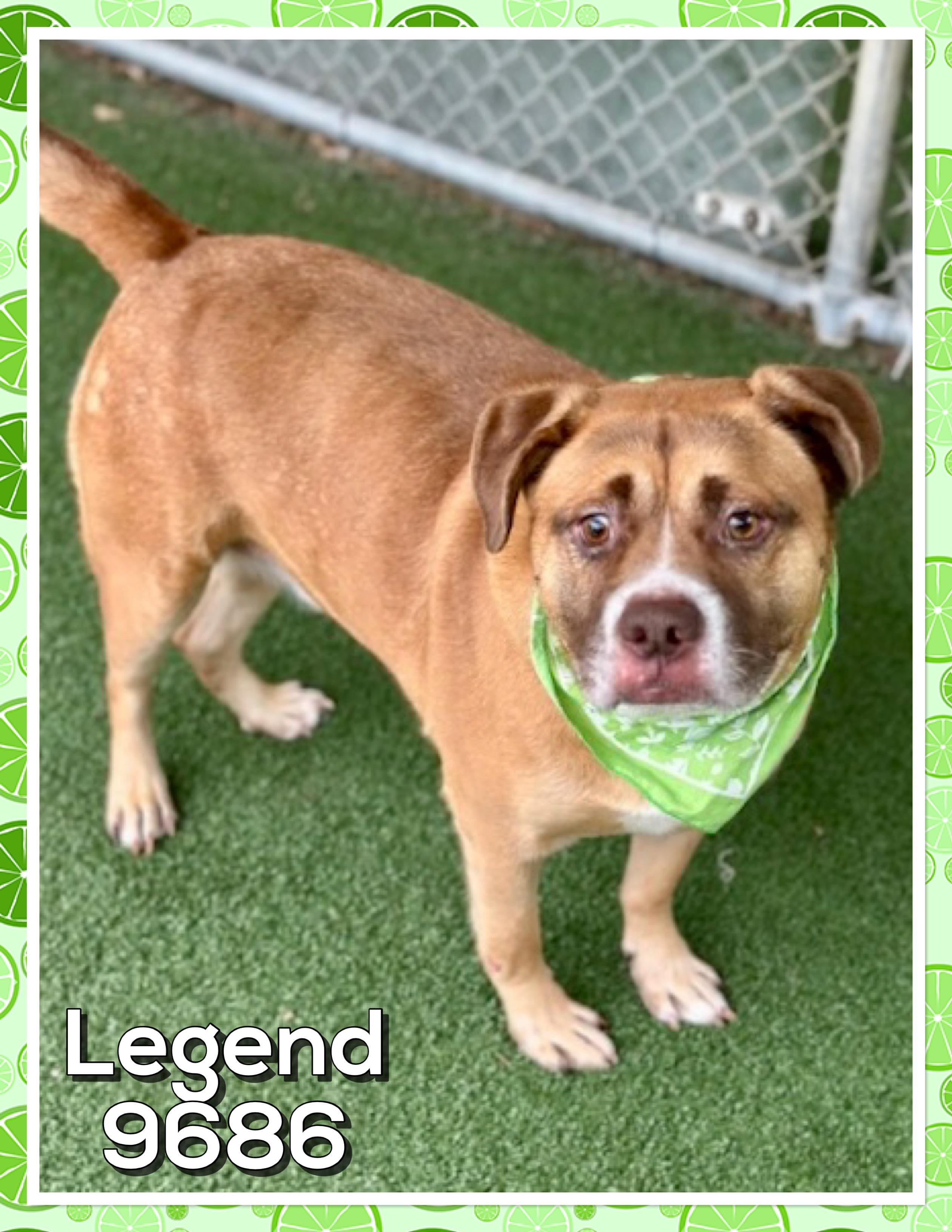 Enlarge LEGEND, a ADOPTABLE mixed breed in Marietta, GA image 3/5