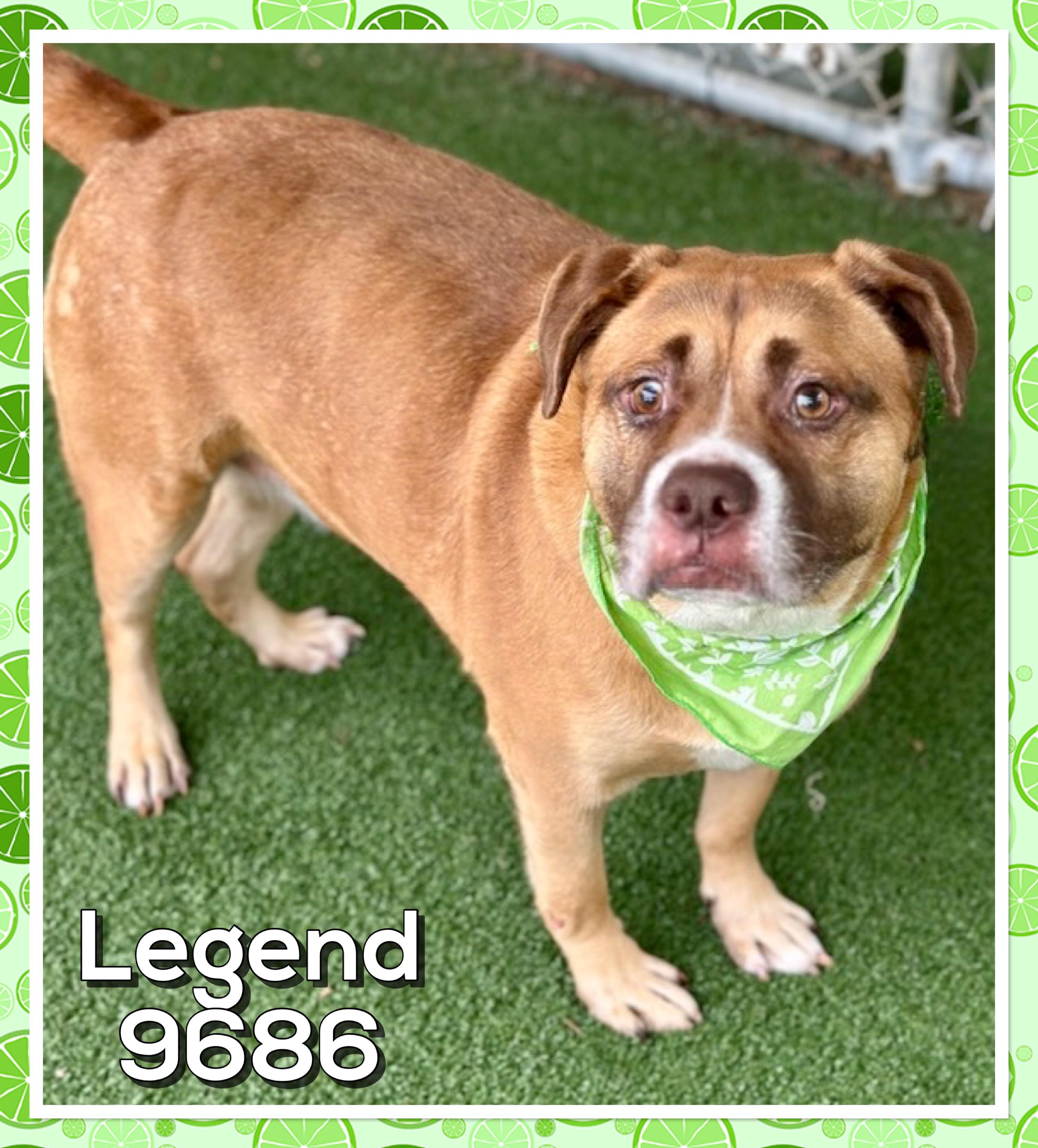 Enlarge LEGEND, a ADOPTABLE mixed breed in Marietta, GA image 5/5